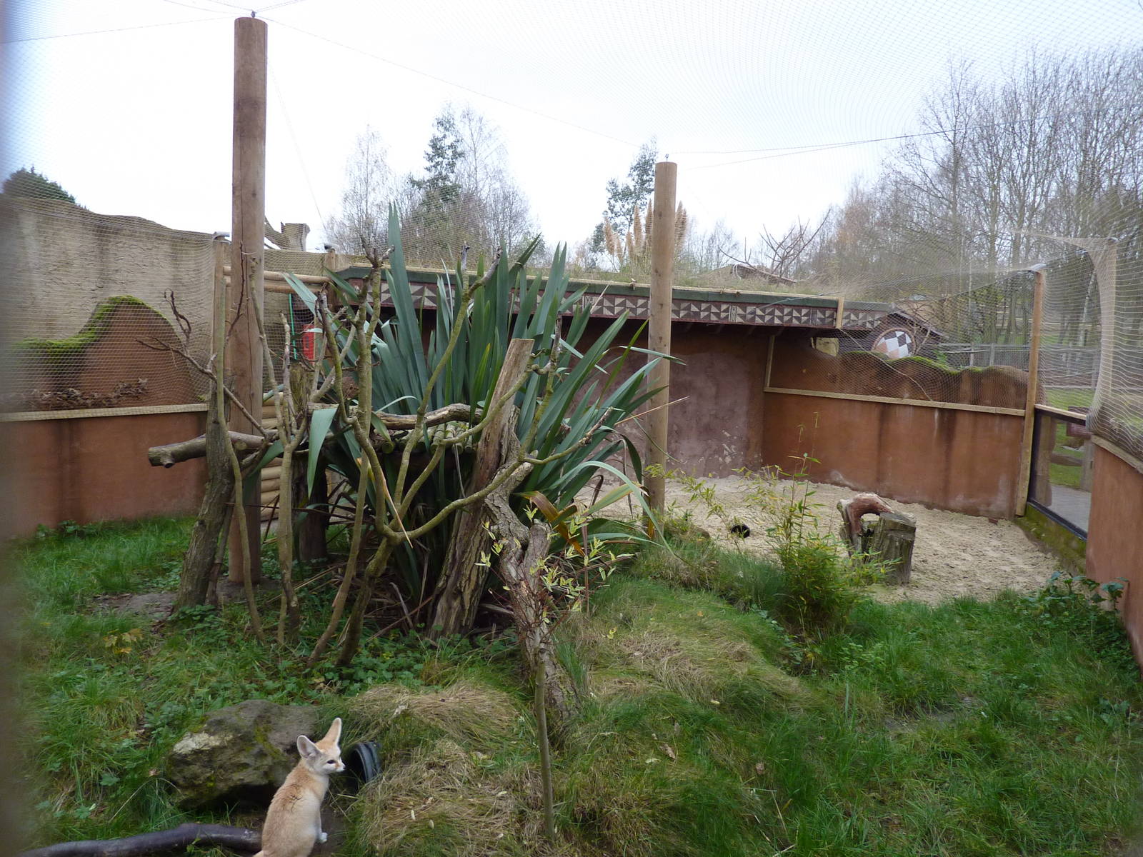 Fennec fox enclosure