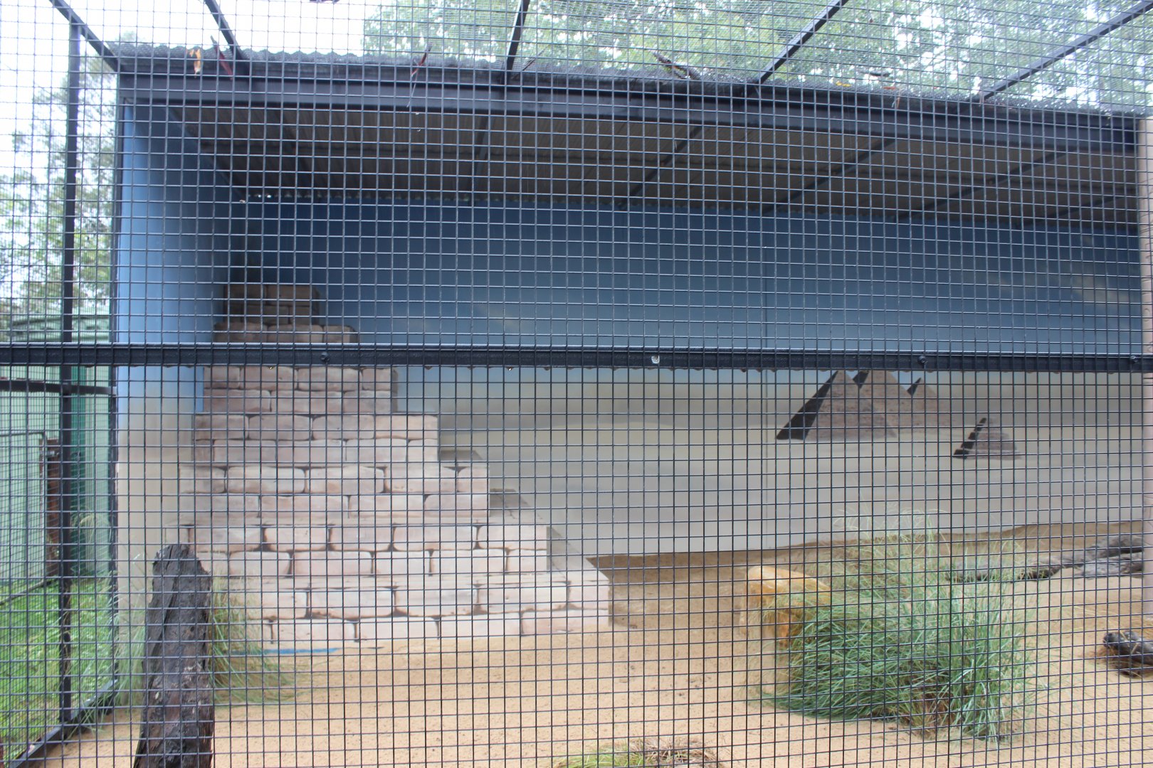 Fennec Fox enclosure