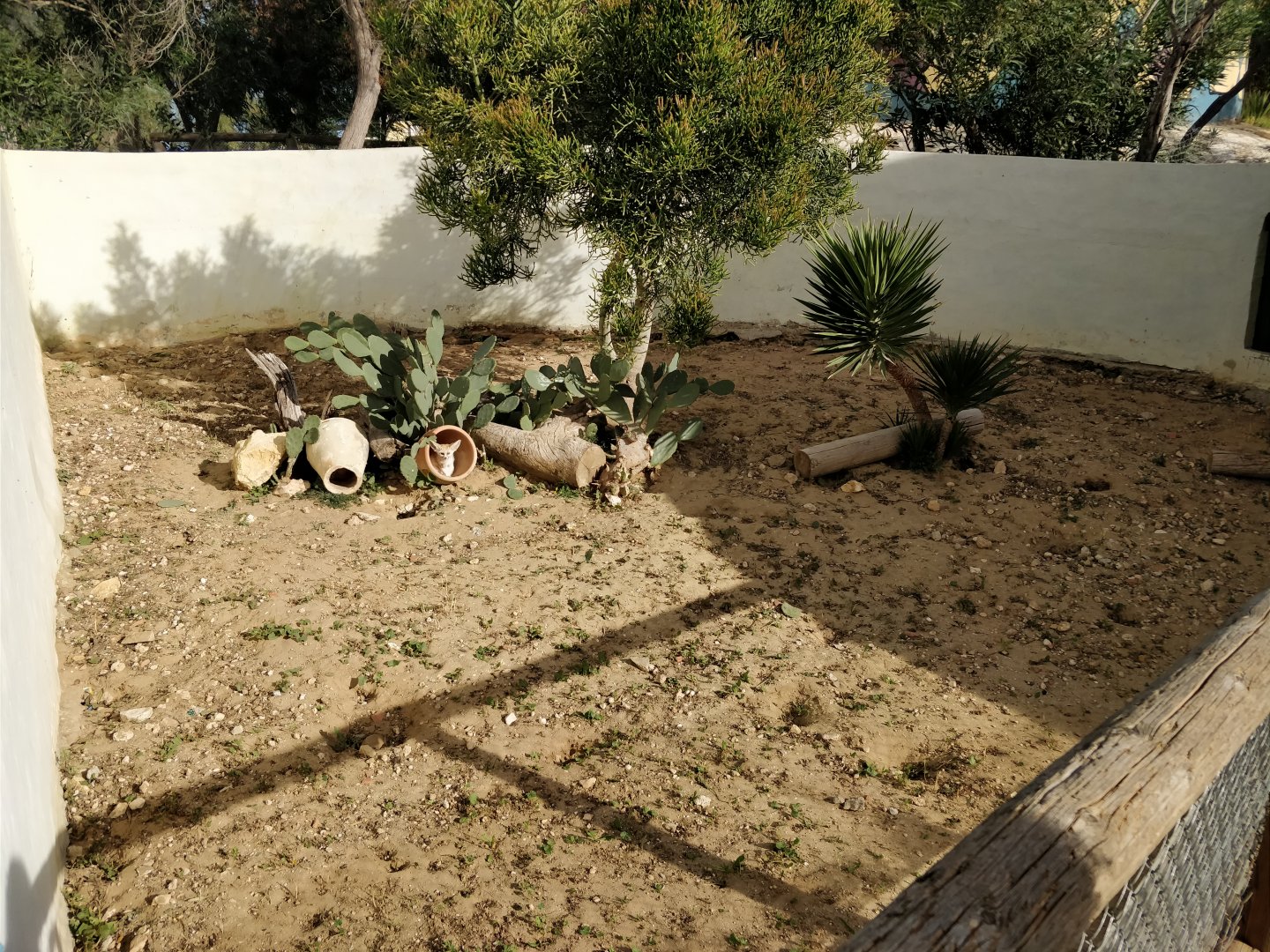 fennec fox enclosure