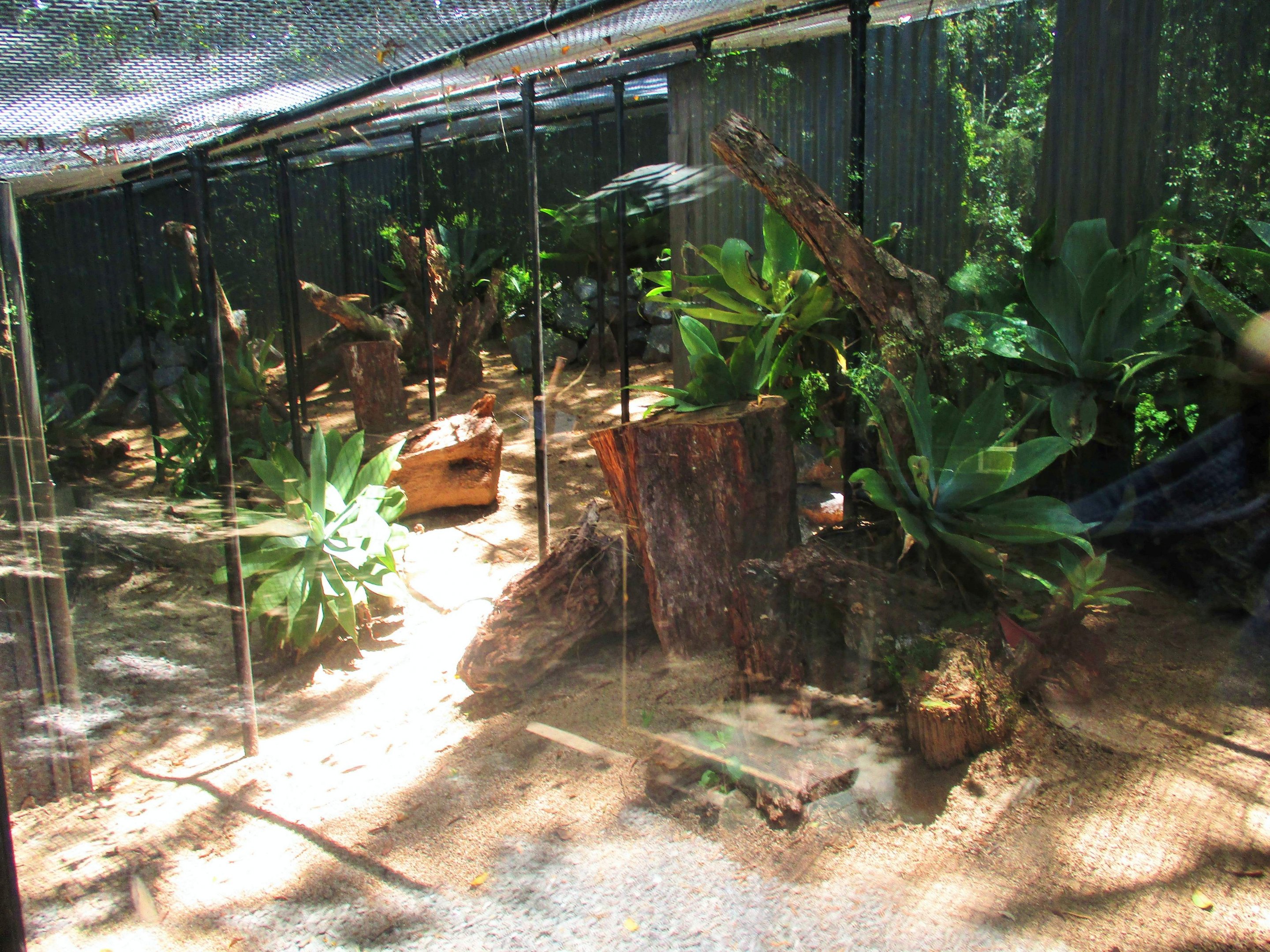 Fennec Fox Enclosure