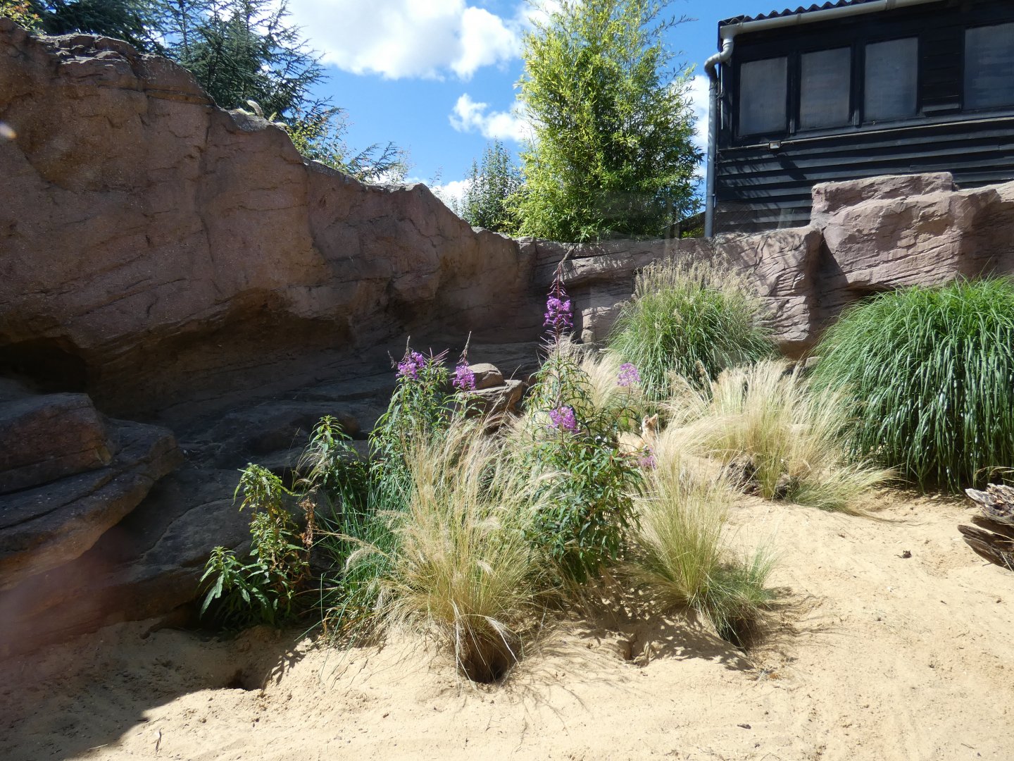 Fennec Fox enclosure