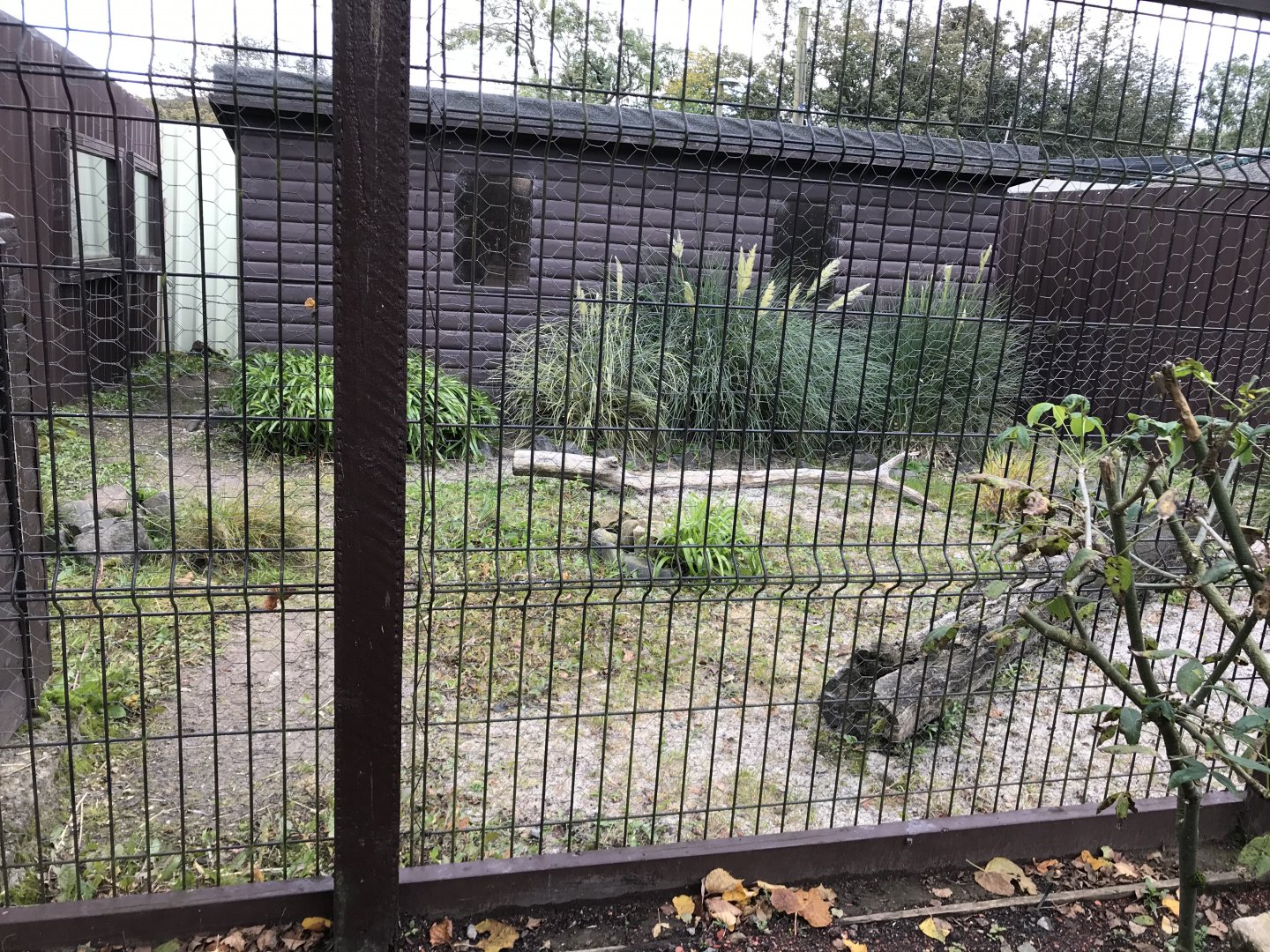 Fennec fox enclosure