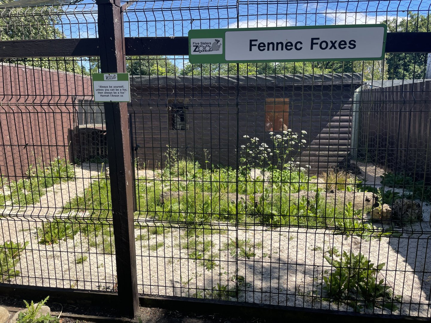 Fennec fox enclosure