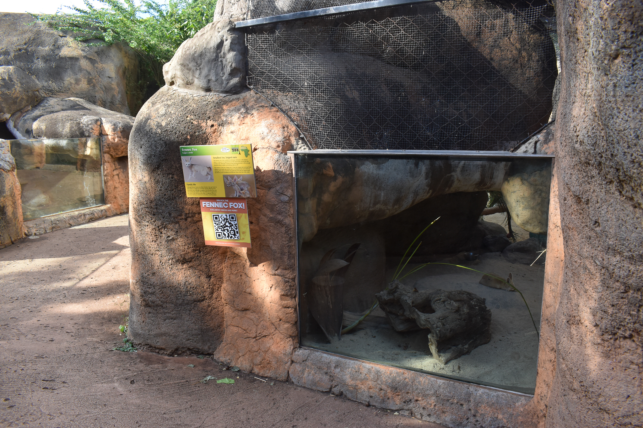 Fennec fox enclosure