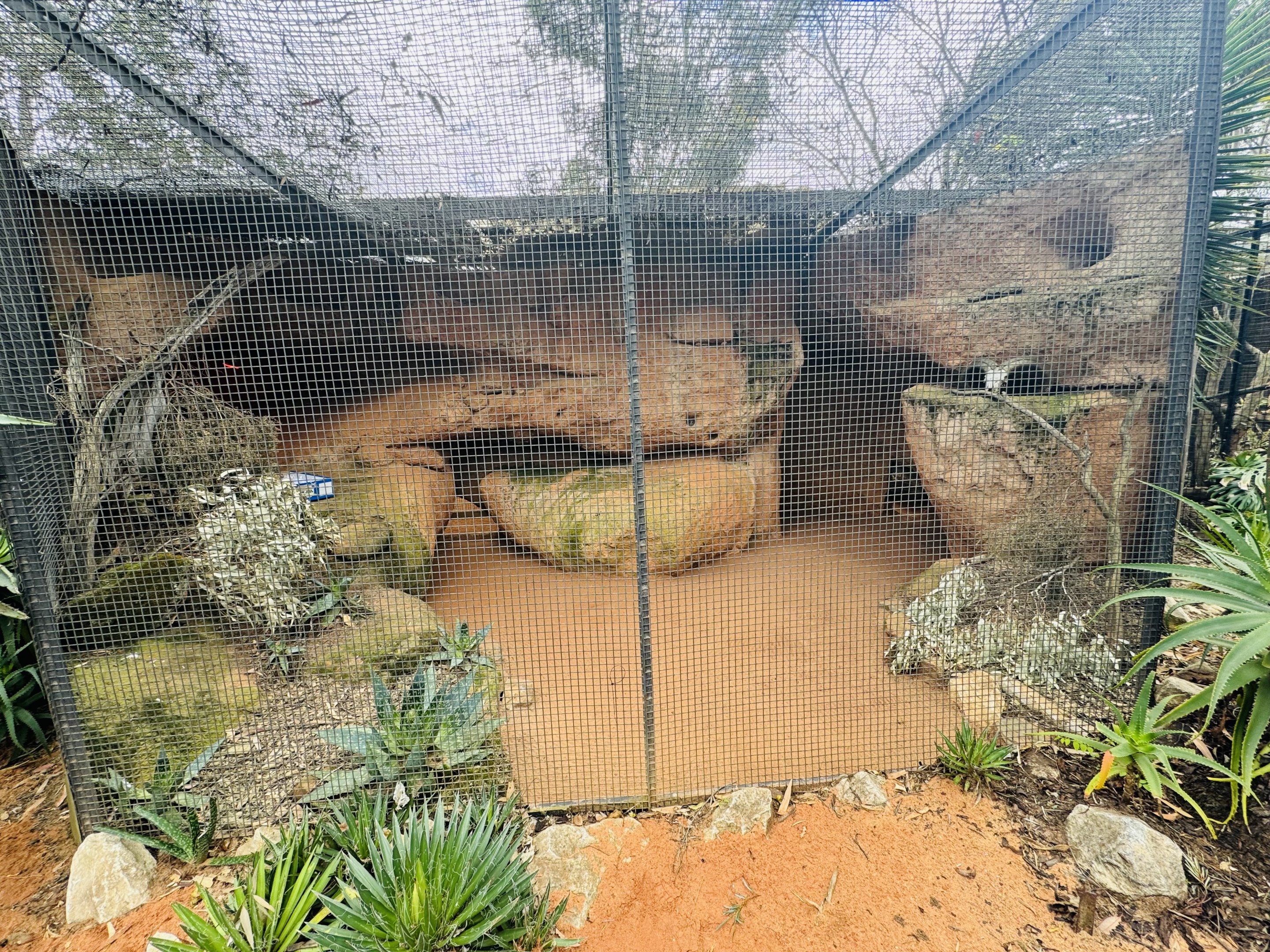 Fennec fox enclosure
