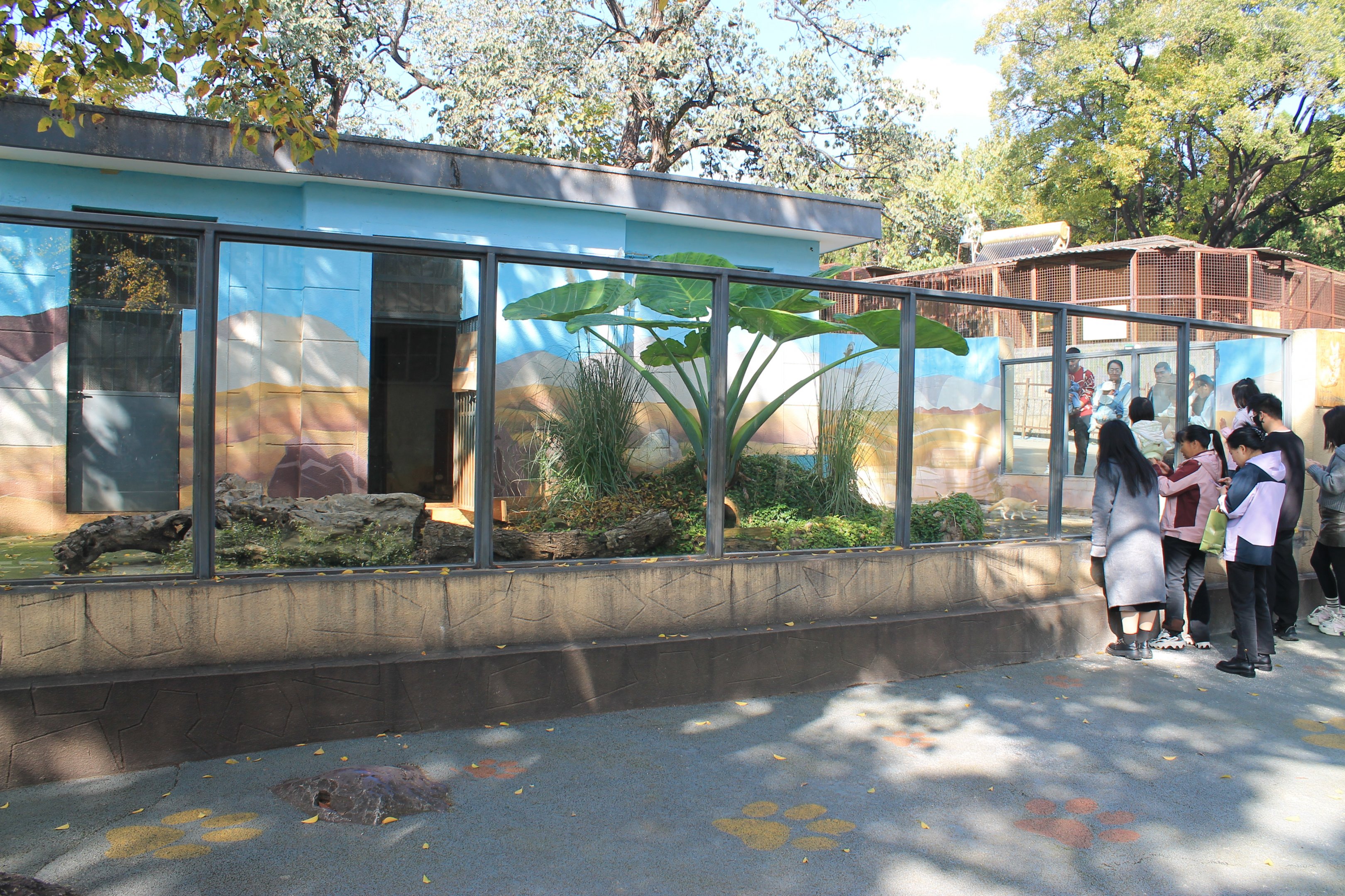 Fennec Fox enclosure