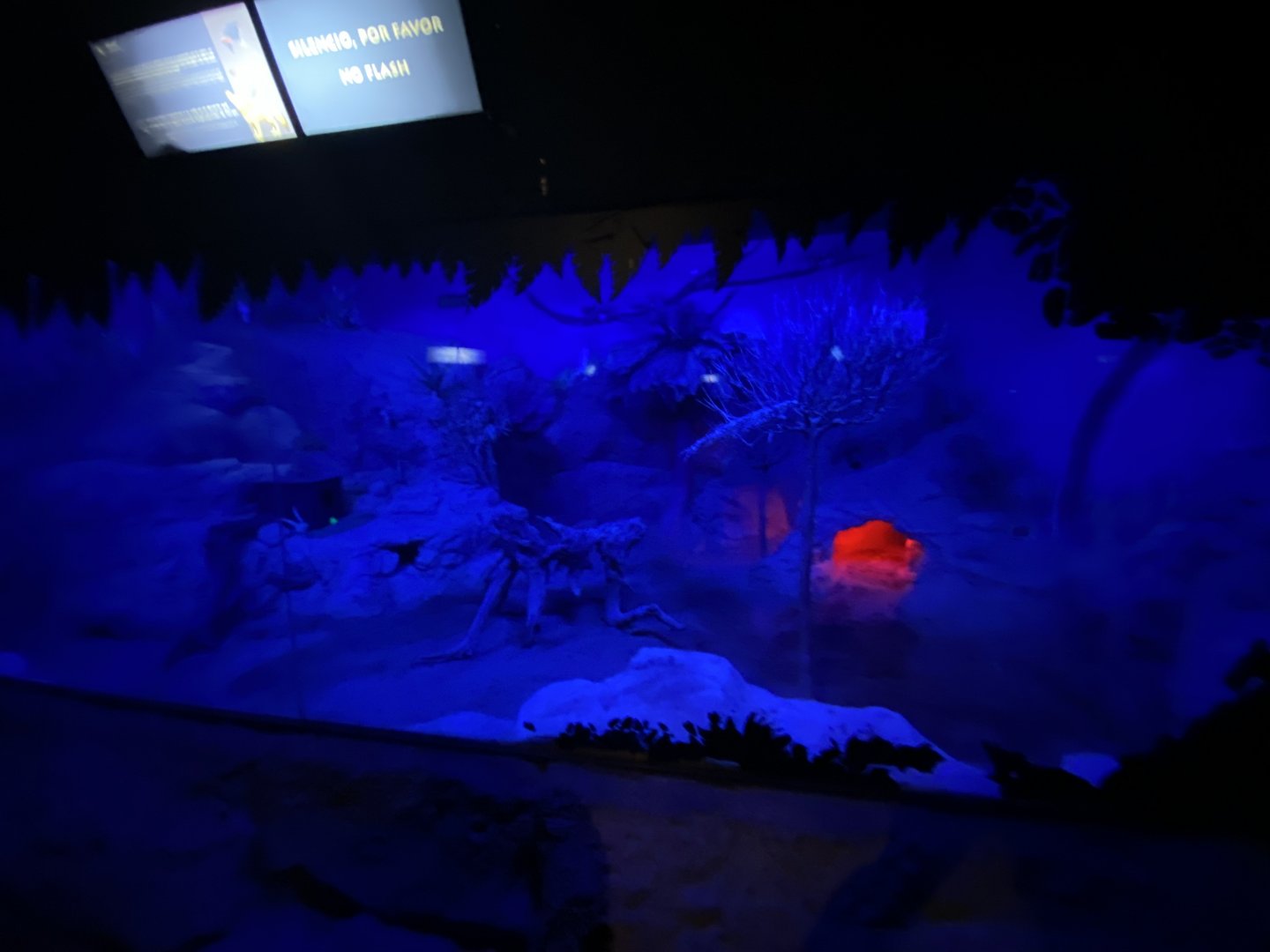 Fennec fox enclosure