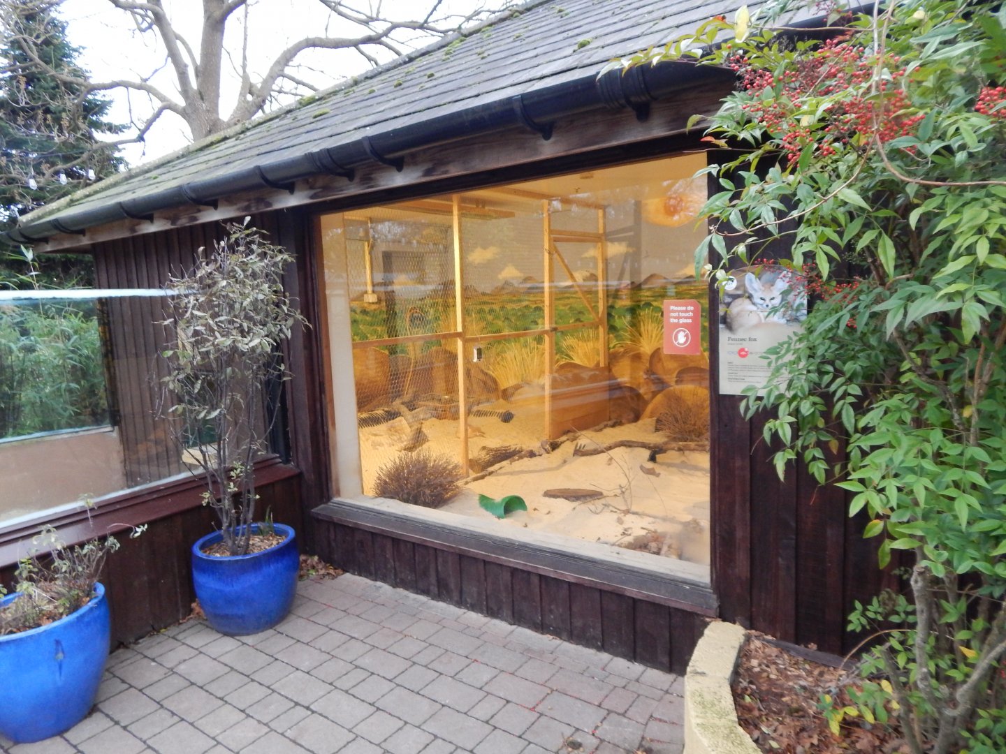 Fennec fox exhibit 091224