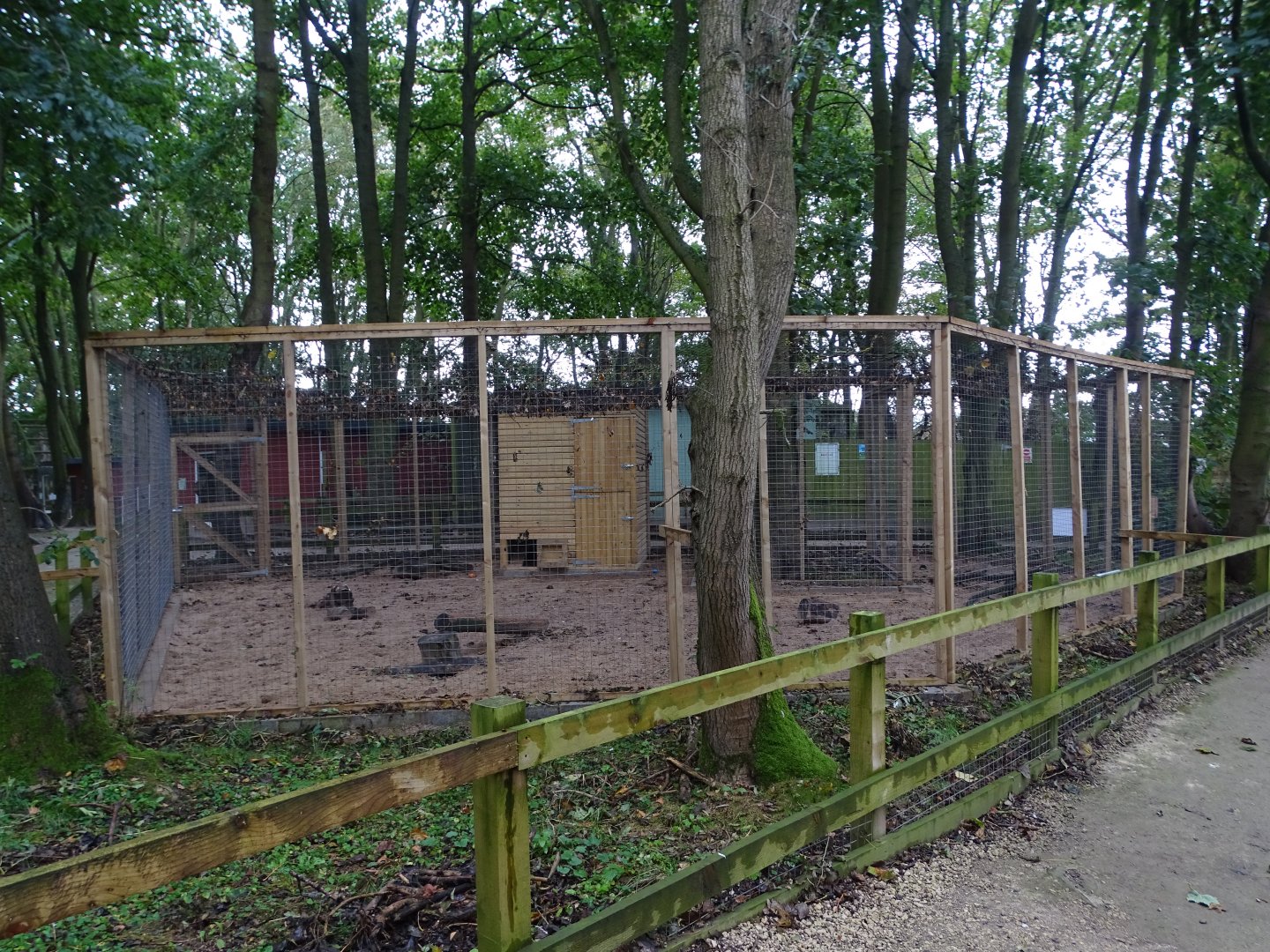 Fennec Fox exhibit, 12th October 2024