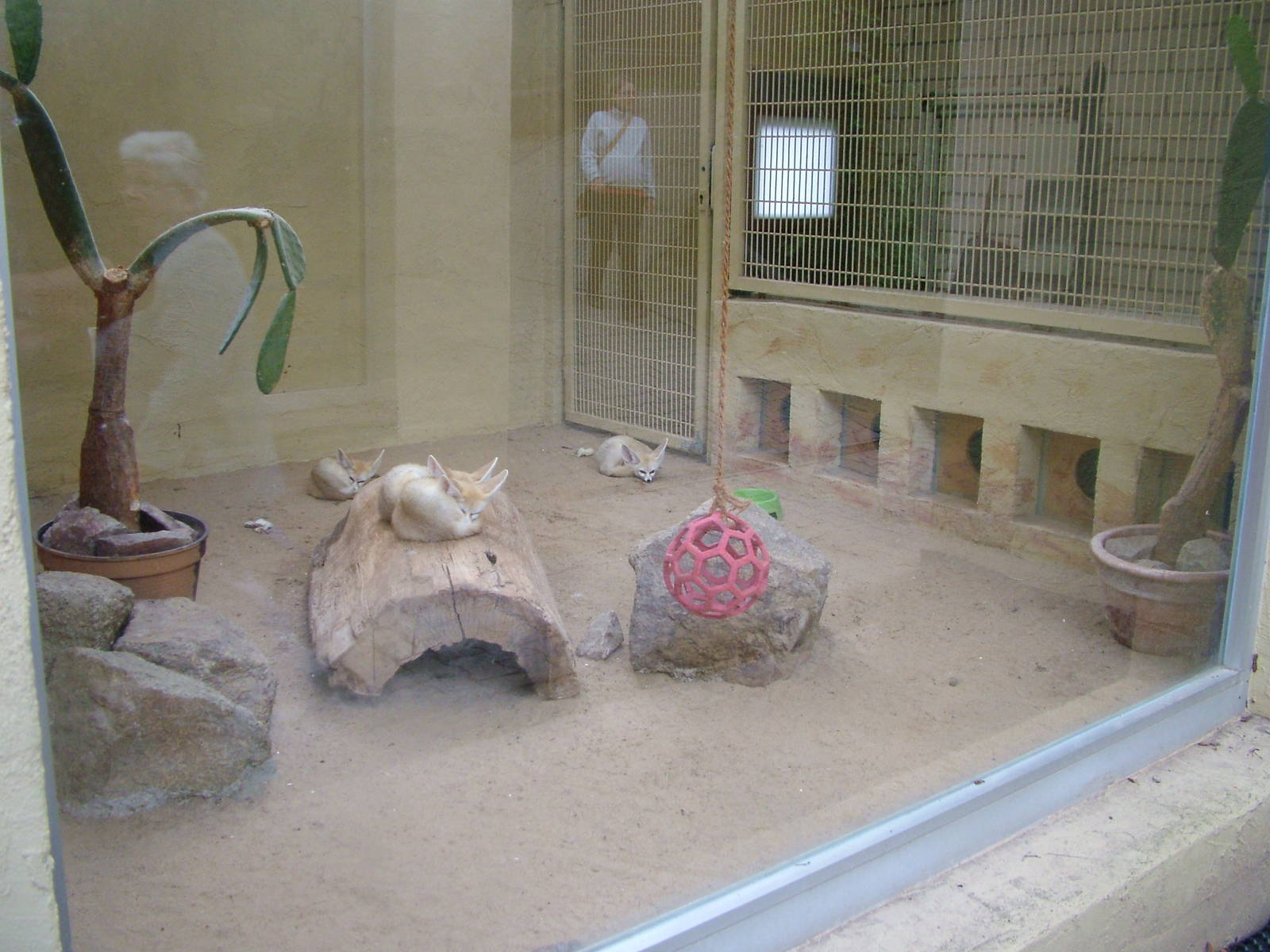 Fennec Fox Exhibit at Darmstadt, 30/08/10