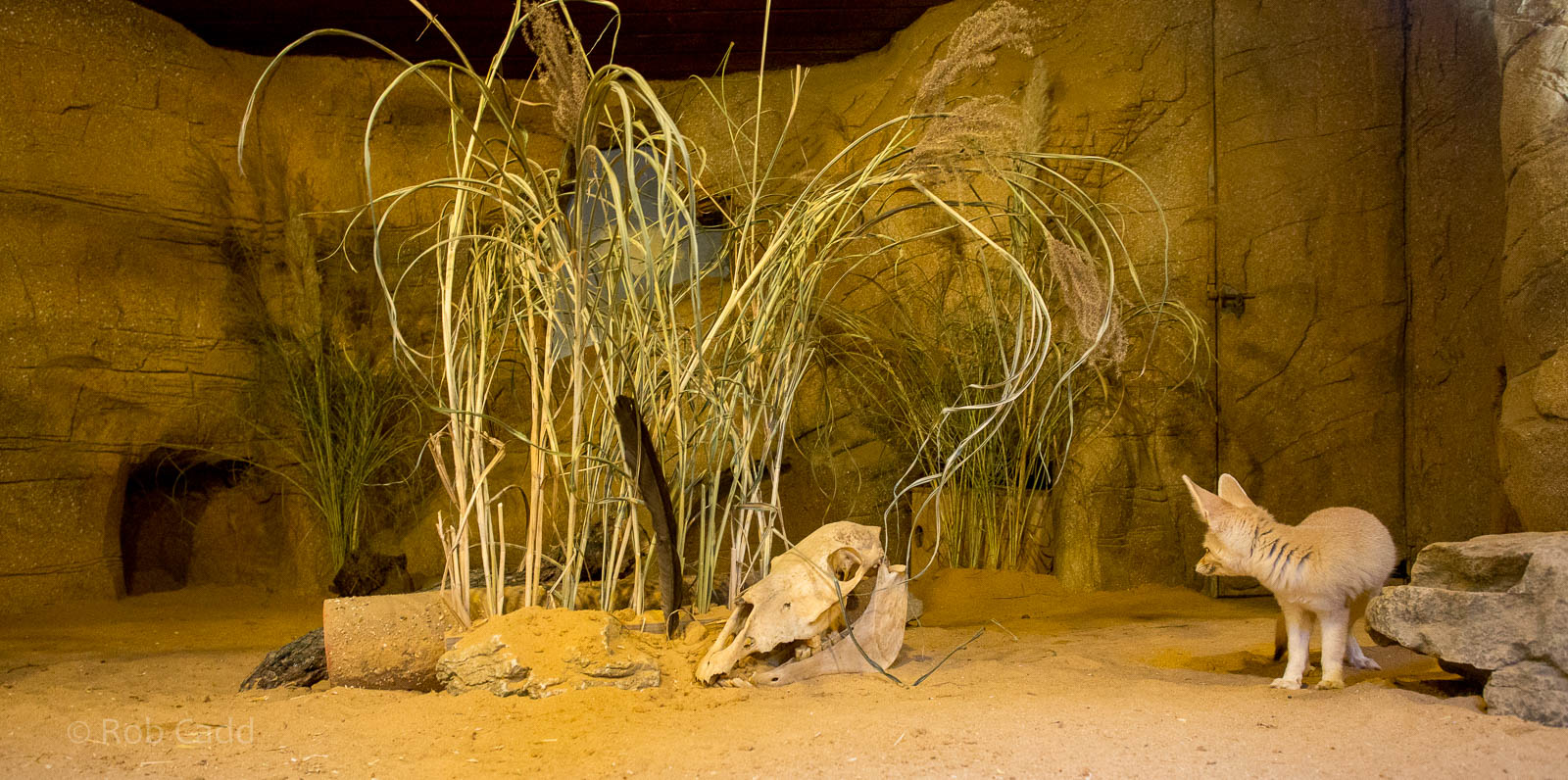 Fennec fox (exhibit) : Colchester : 18 Oct 2014