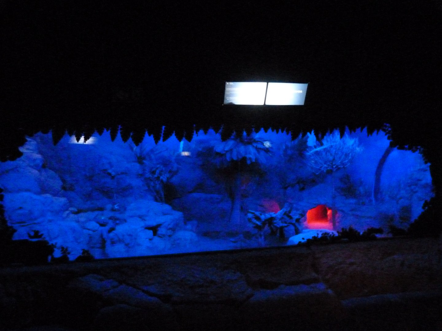 Fennec fox exhibit -Faunia (2025)