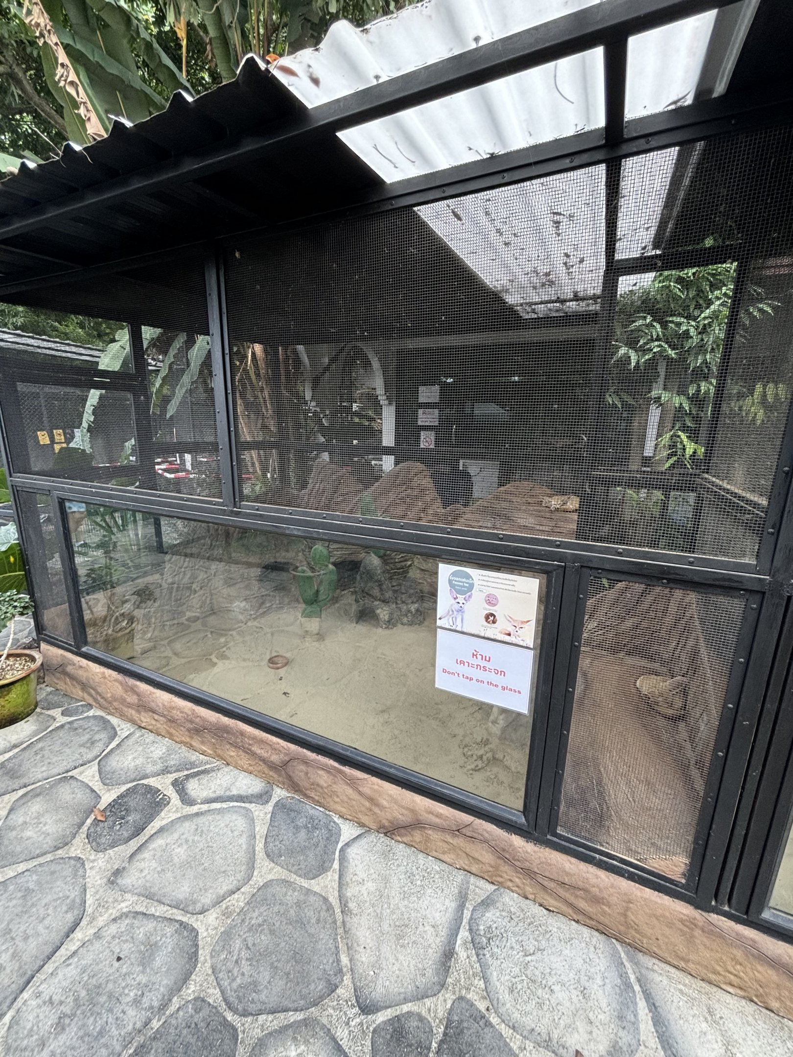 Fennec Fox Exhibit - Lanna Mini Zoo