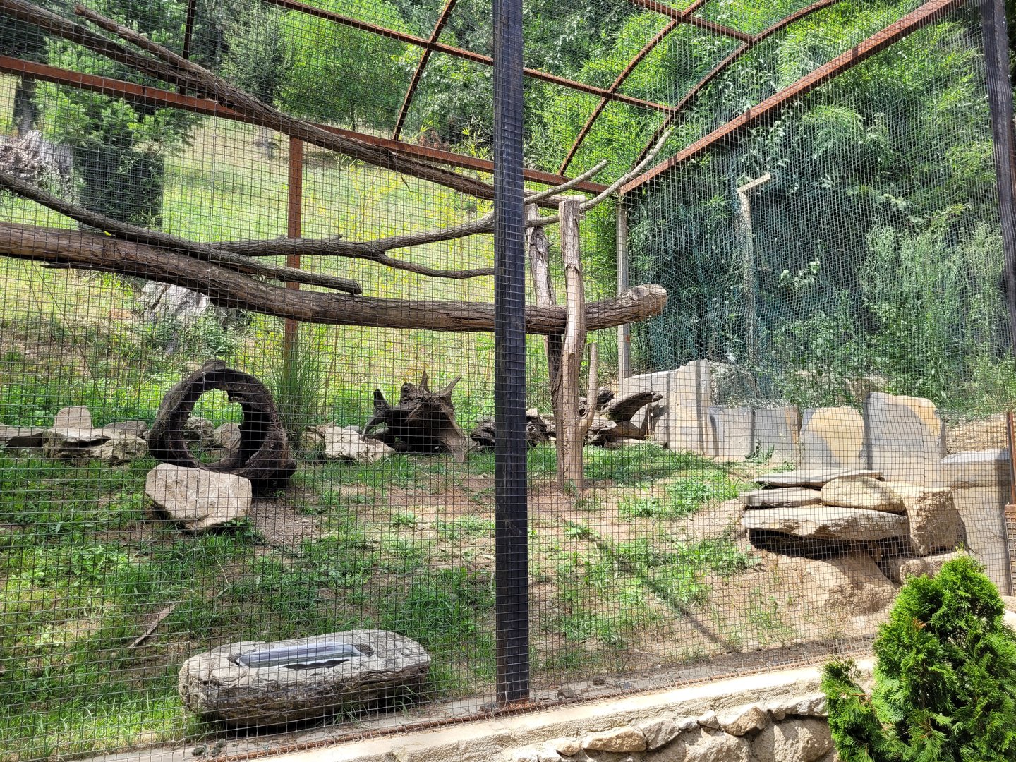 Fennec fox exhibit -Parc Animalier des Pyrénées (2023)