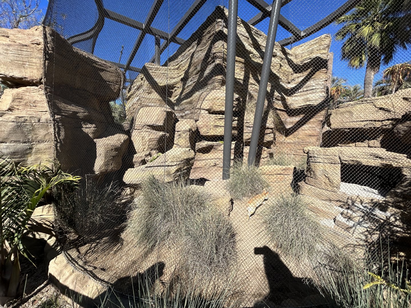 Fennec Fox Exhibit - Wildlife Explorers Basecamp