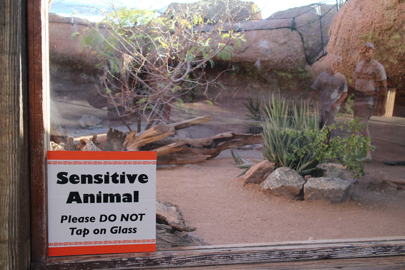 Fennec fox exhibit (with sign for idiots)