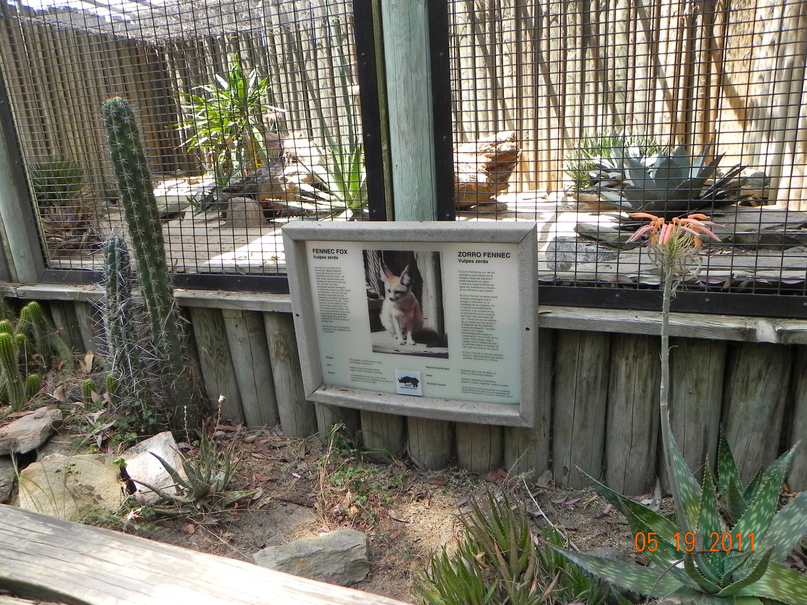 Fennec fox exhibit