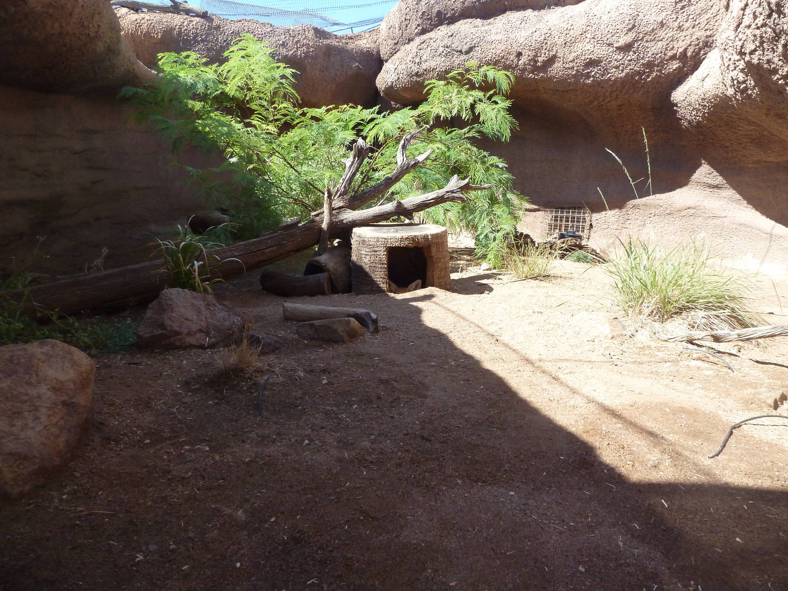 Fennec Fox Exhibit