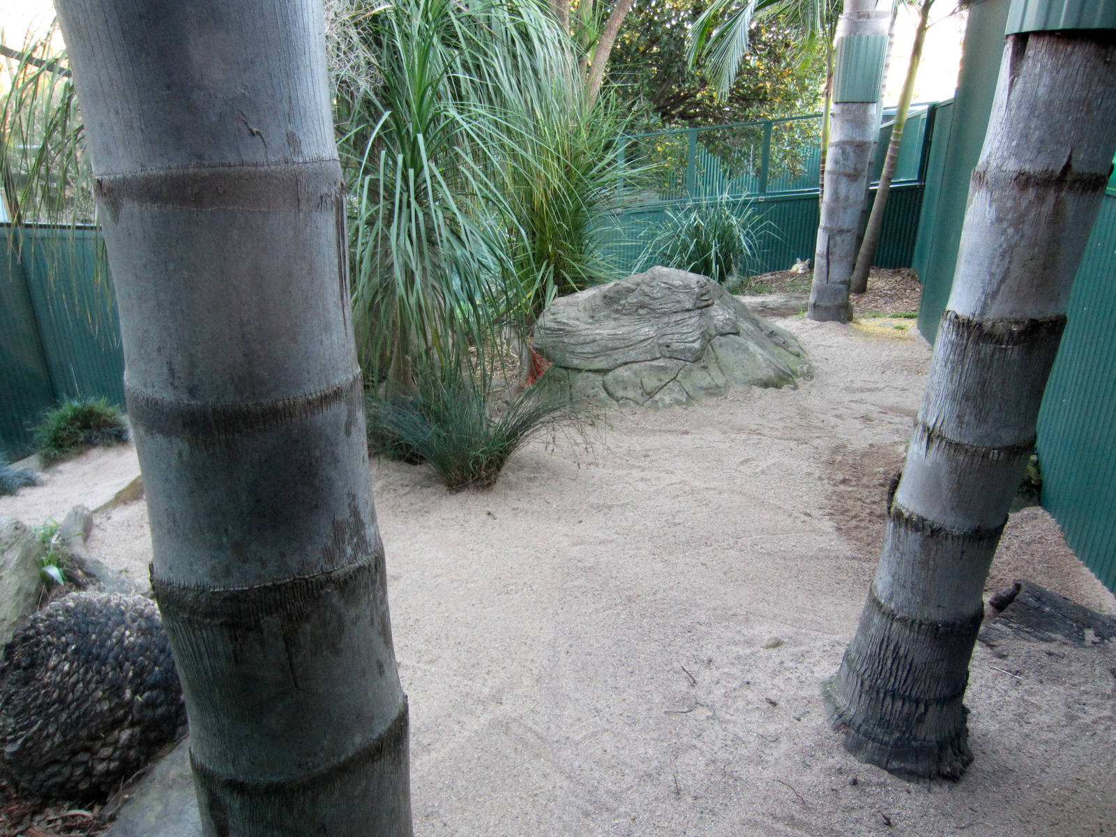 Fennec Fox exhibit