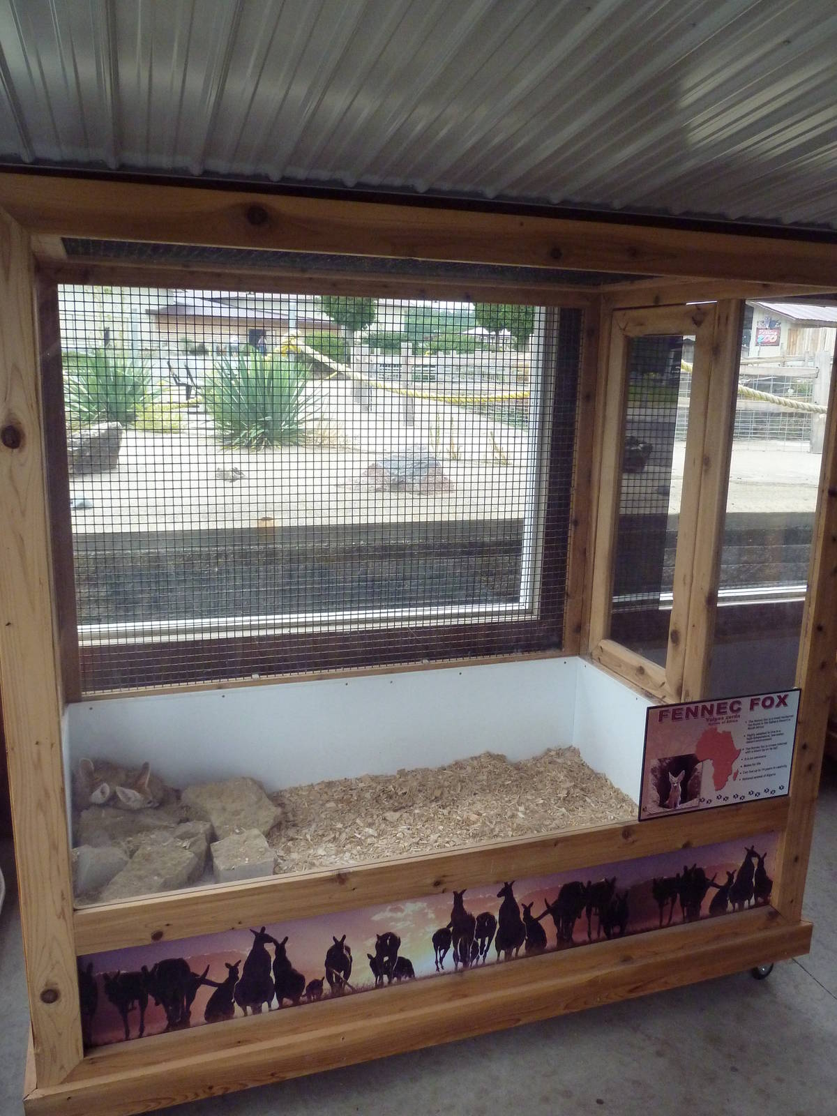 Fennec Fox Exhibit