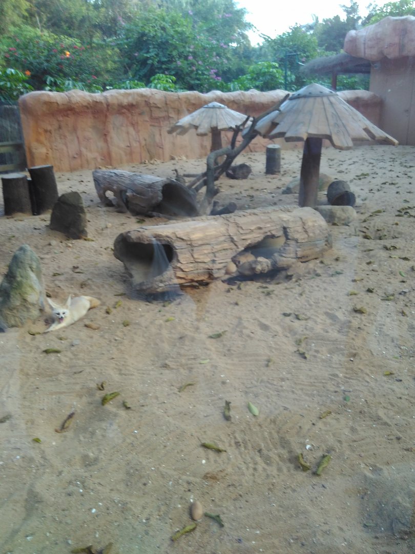 Fennec fox exhibit