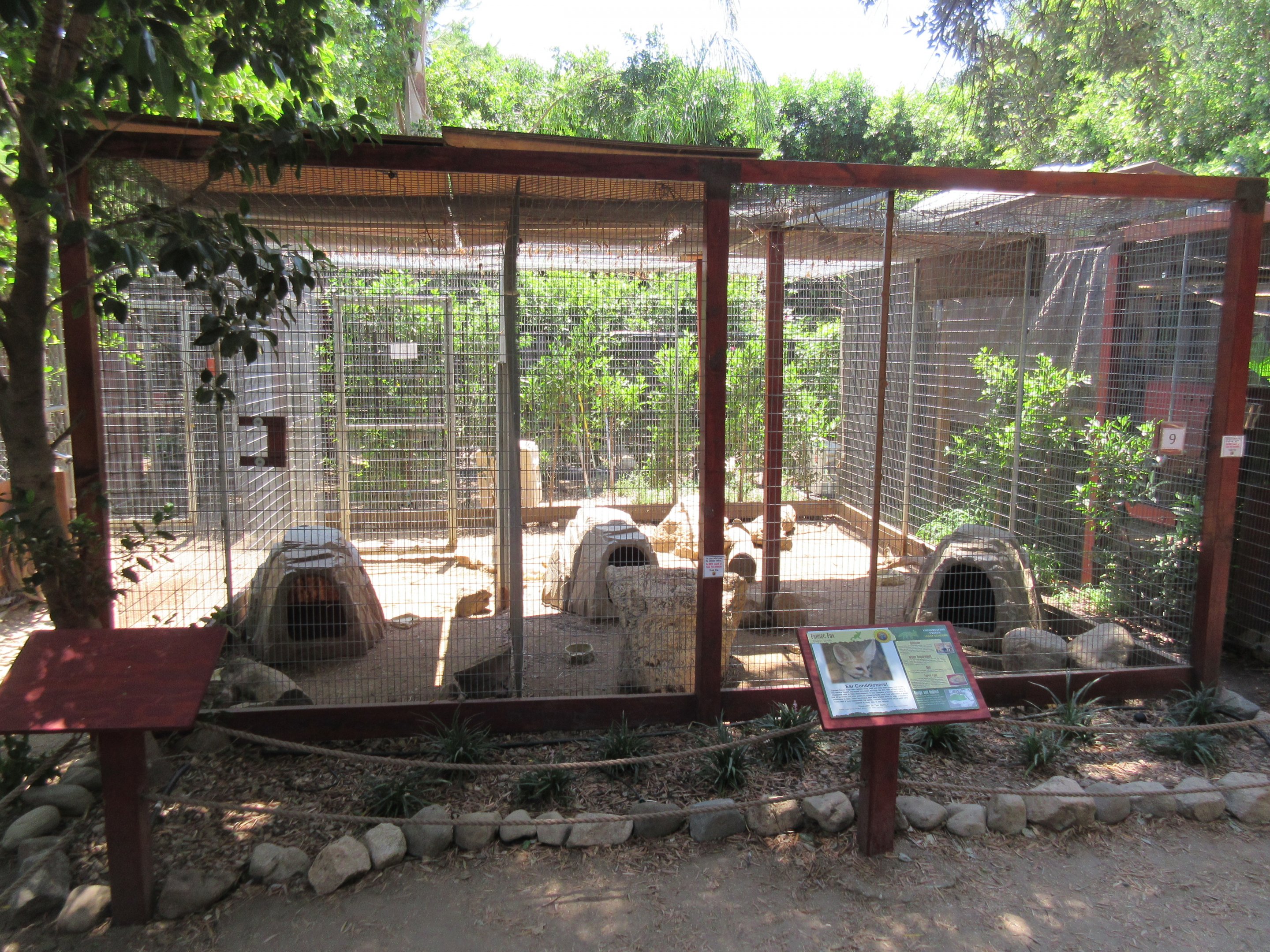 Fennec Fox Exhibit