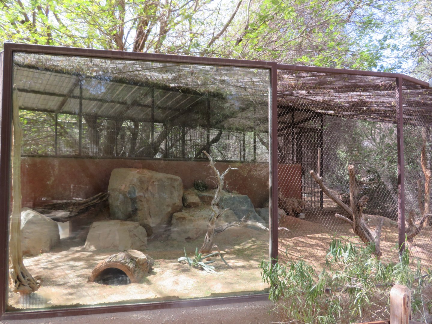 Fennec Fox Exhibit