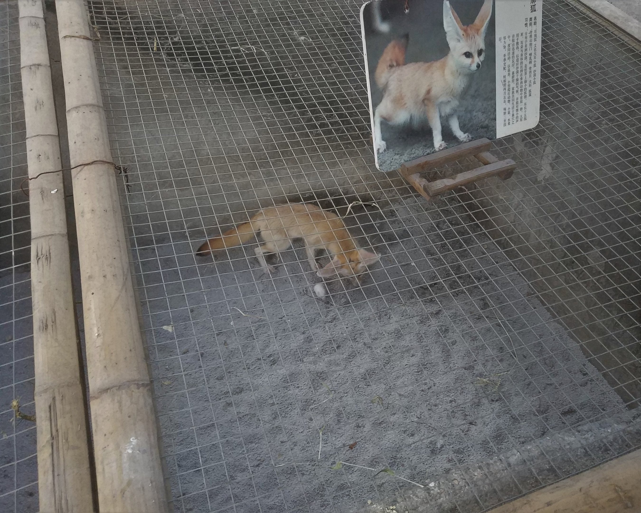 Fennec Fox Exhibit