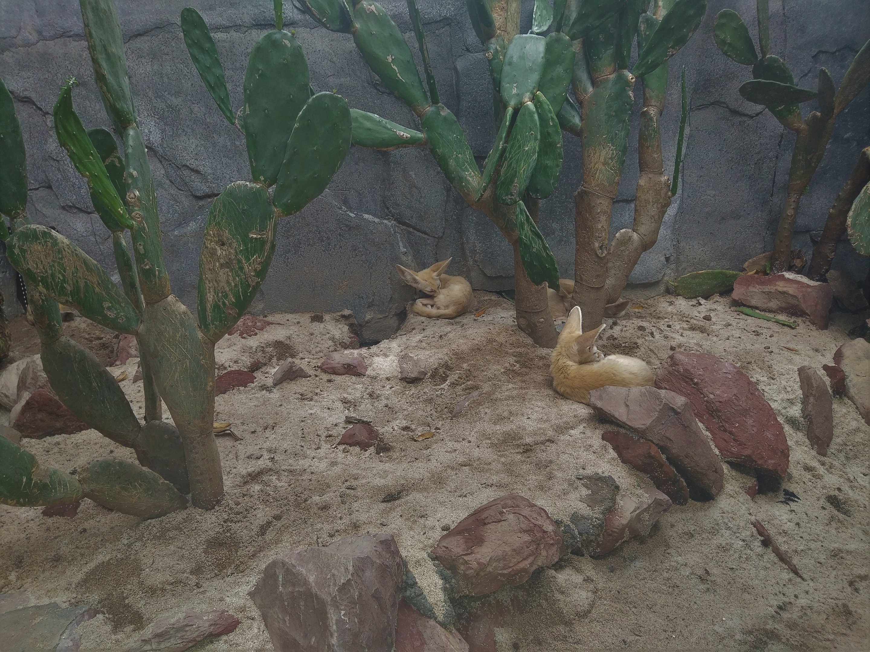 Fennec Fox Exhibit
