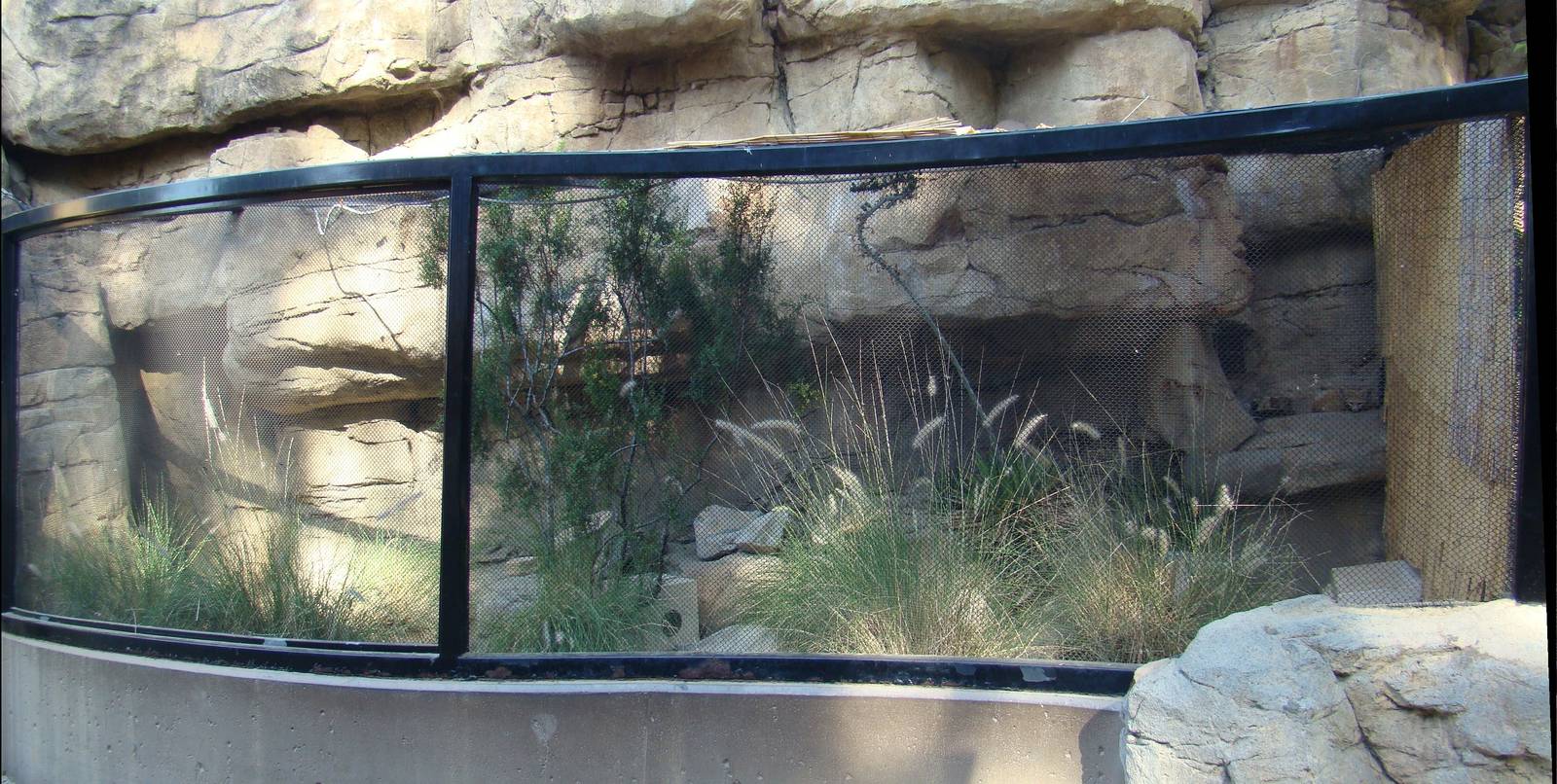 Fennec Fox exhibit
