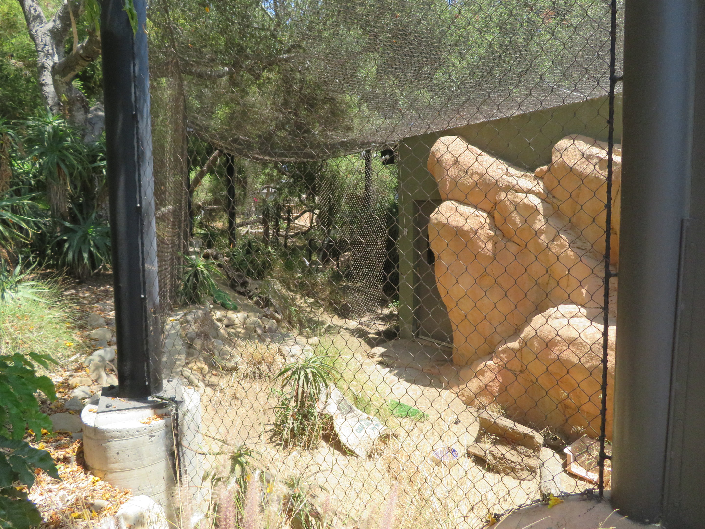 Fennec Fox Exhibit