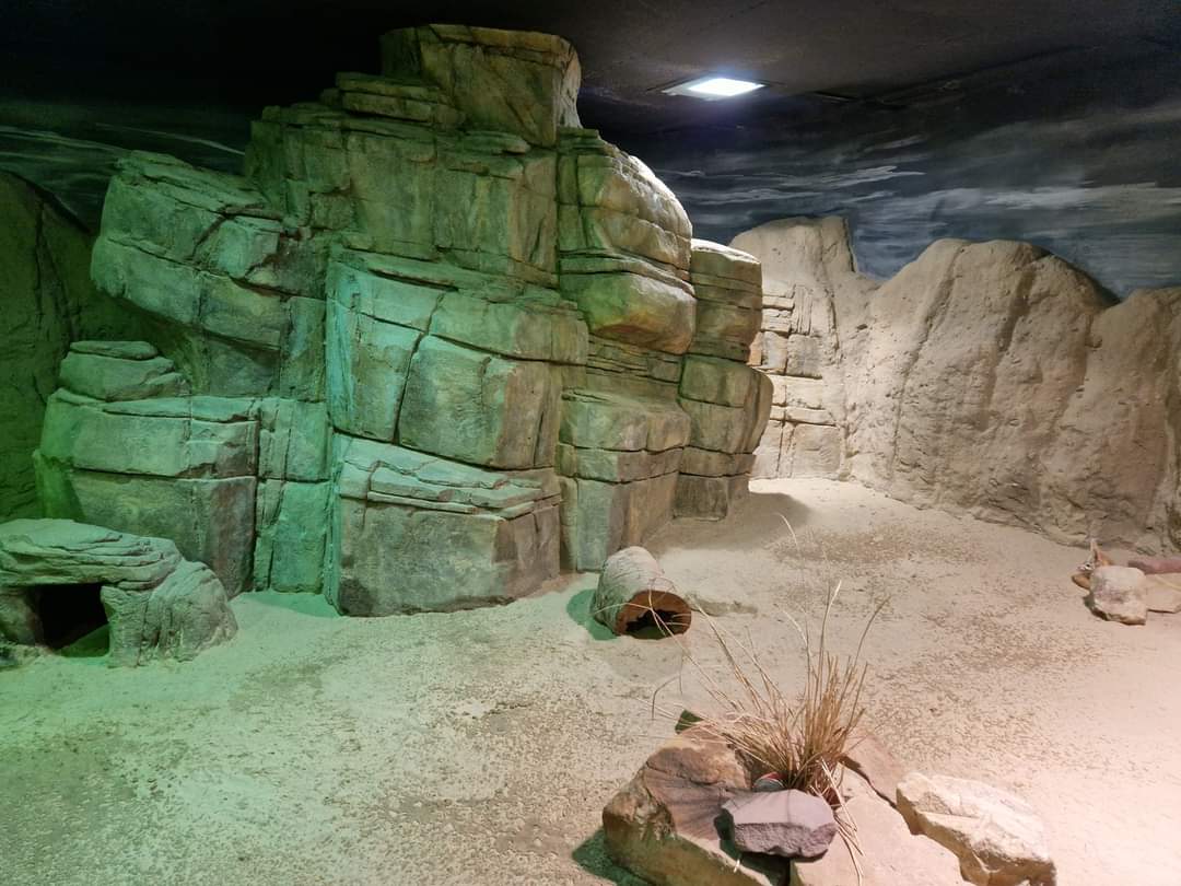 Fennec Fox exhibit