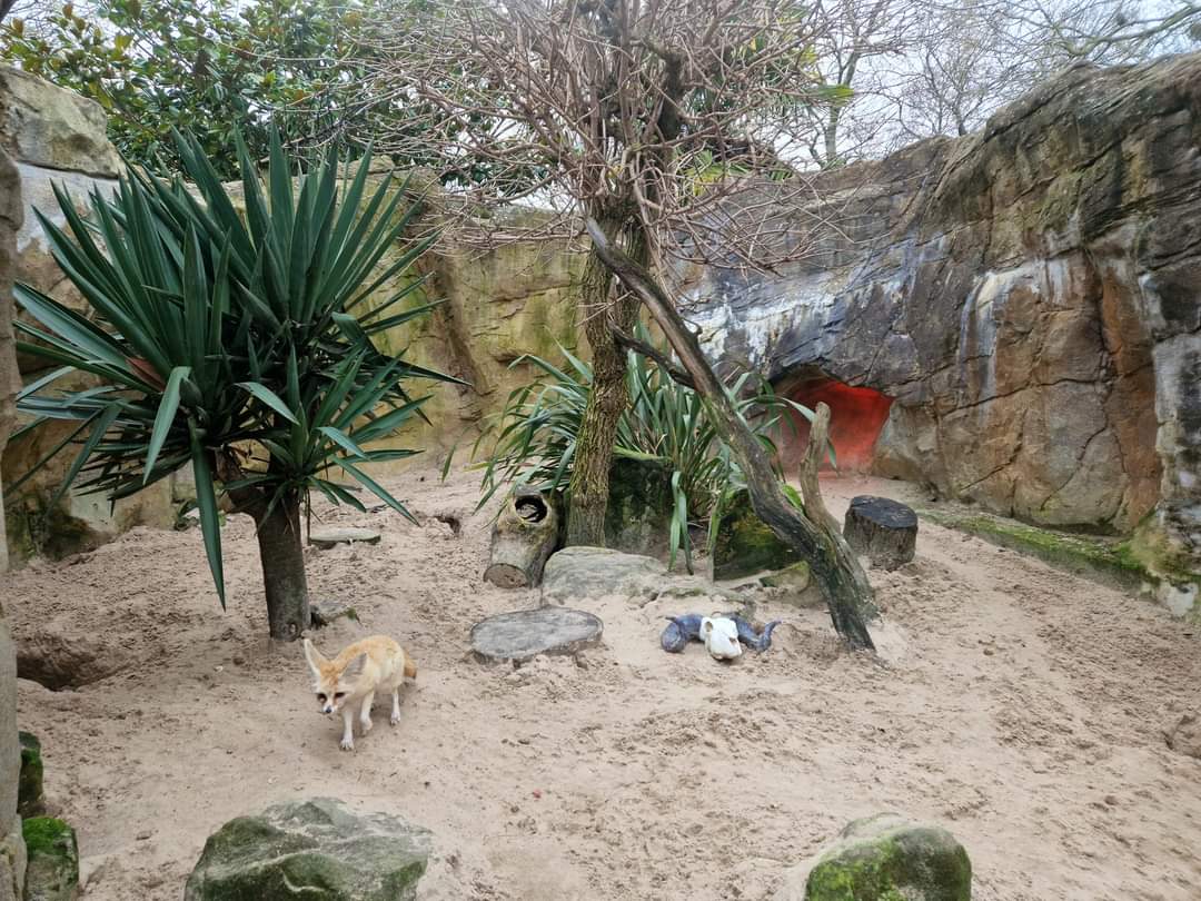 Fennec Fox exhibit