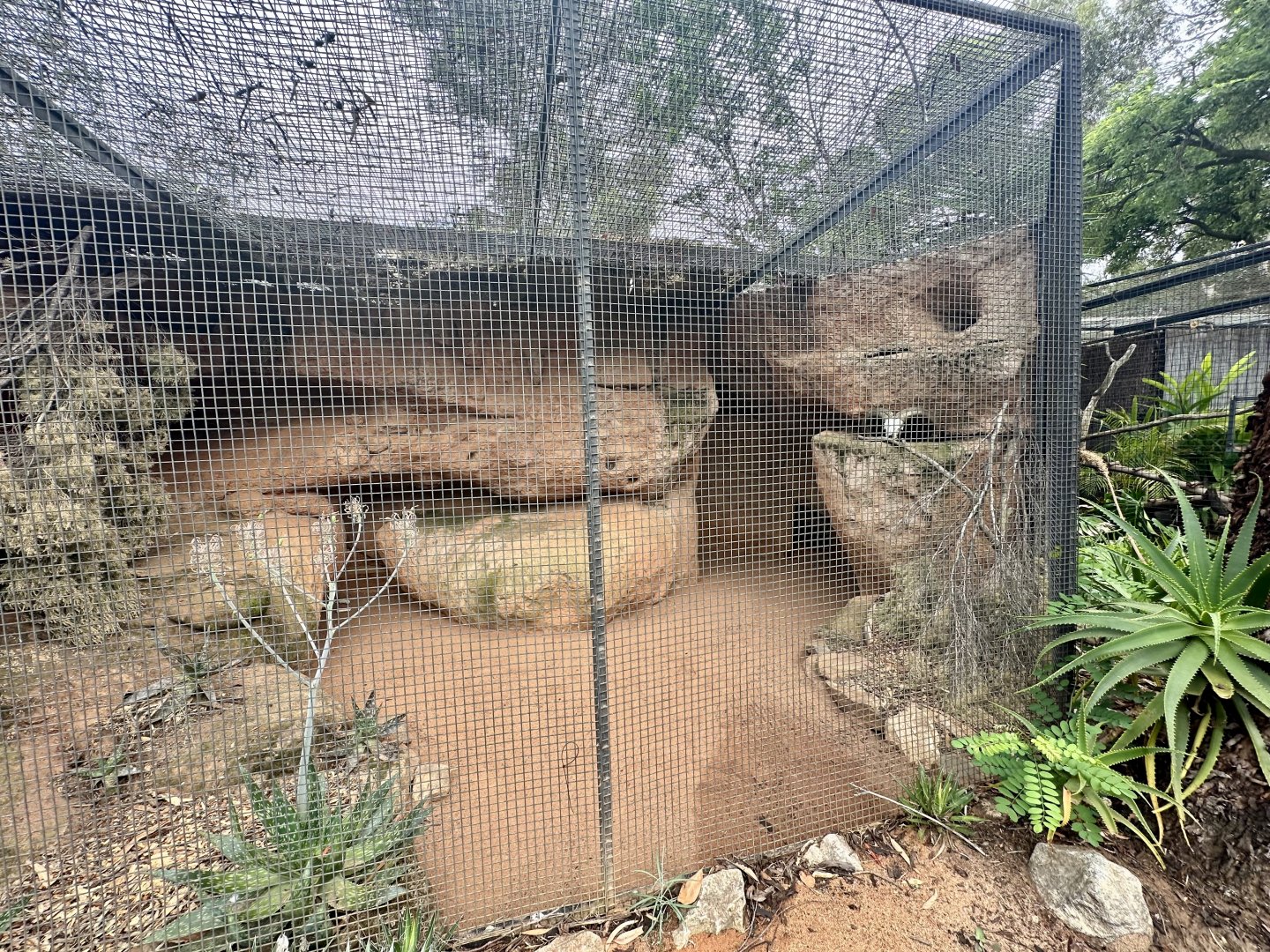 Fennec Fox Exhibit