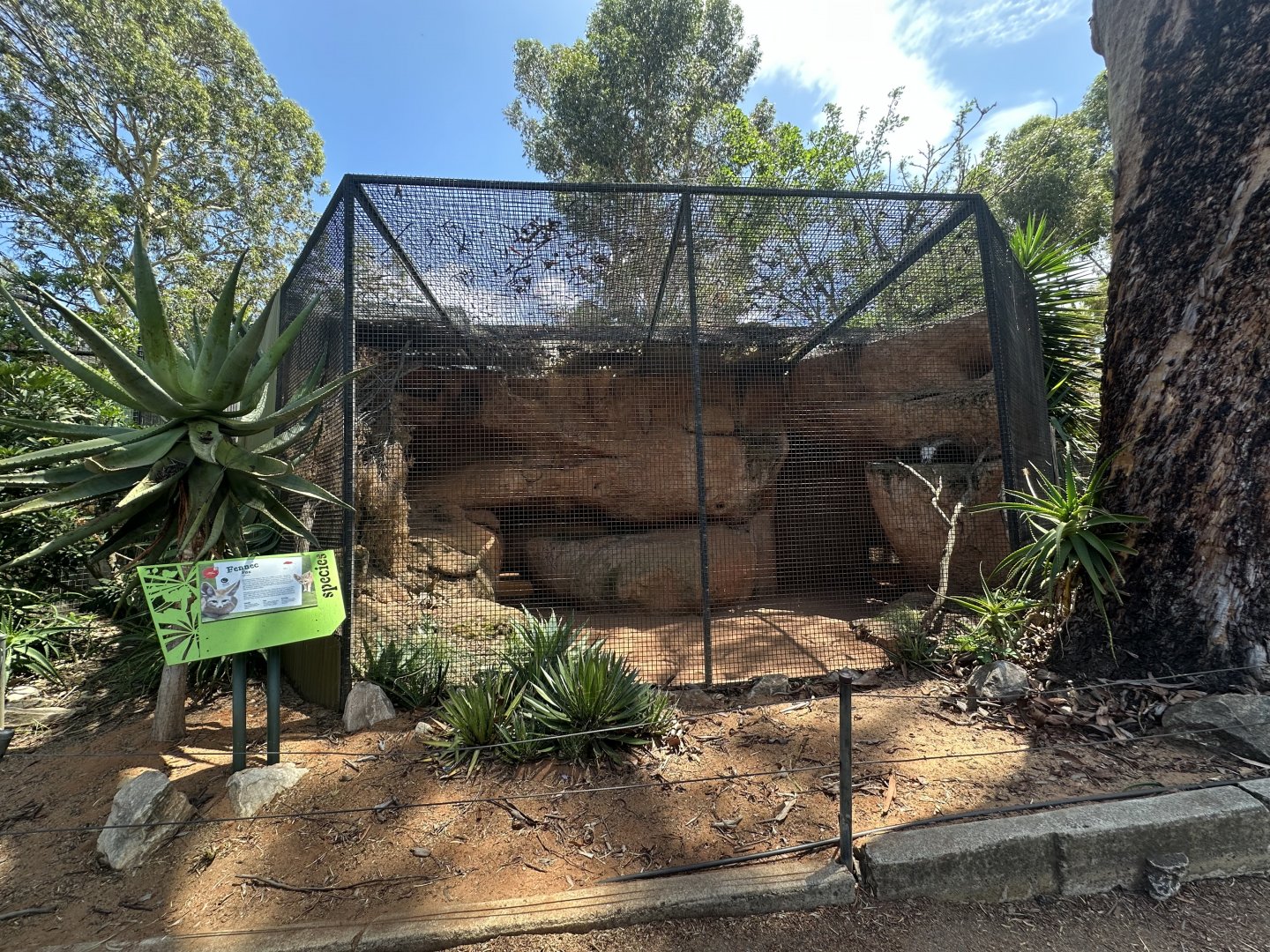 Fennec fox exhibit