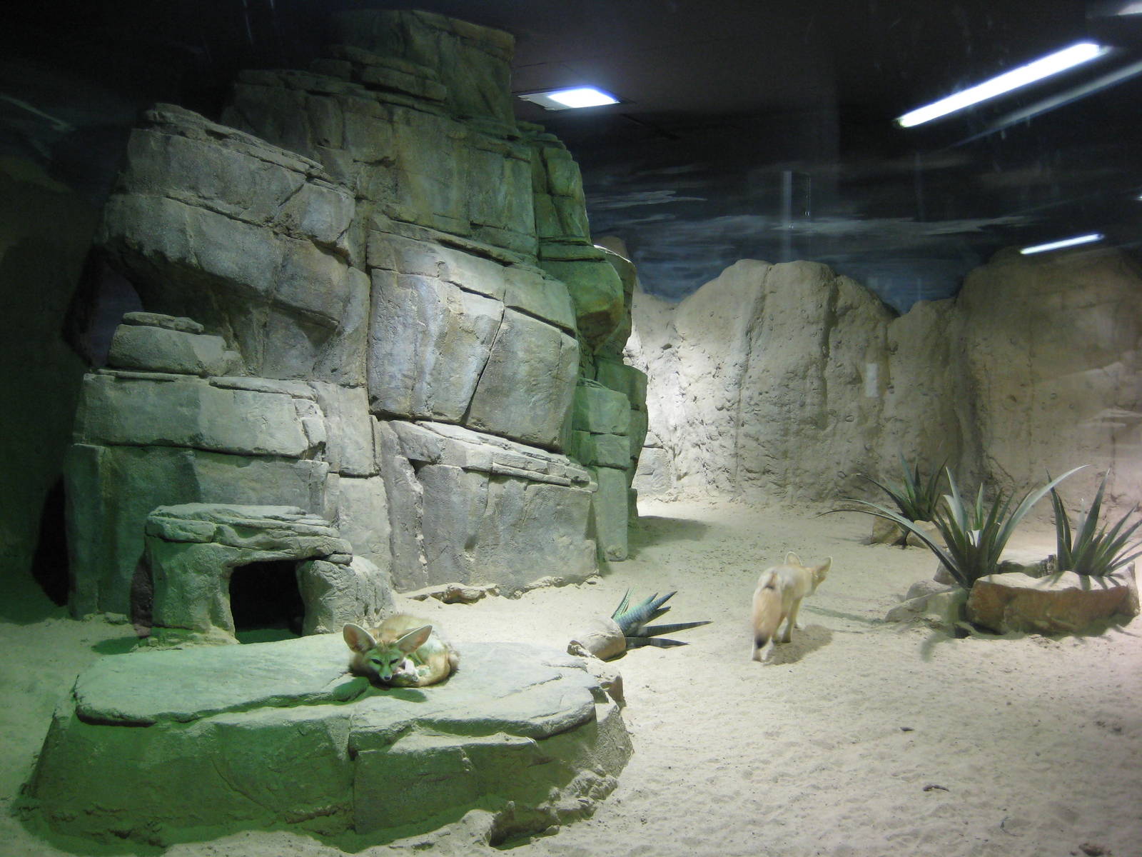 Fennec fox exhibit