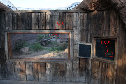 fennec fox exhibit