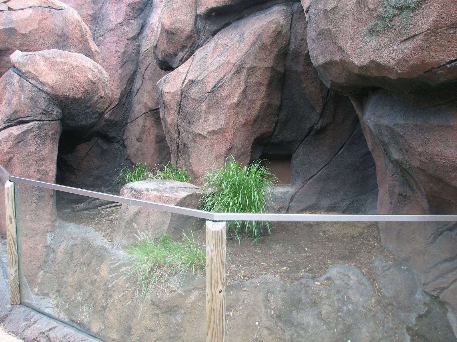 Fennec Fox in the Tsodillo Hills