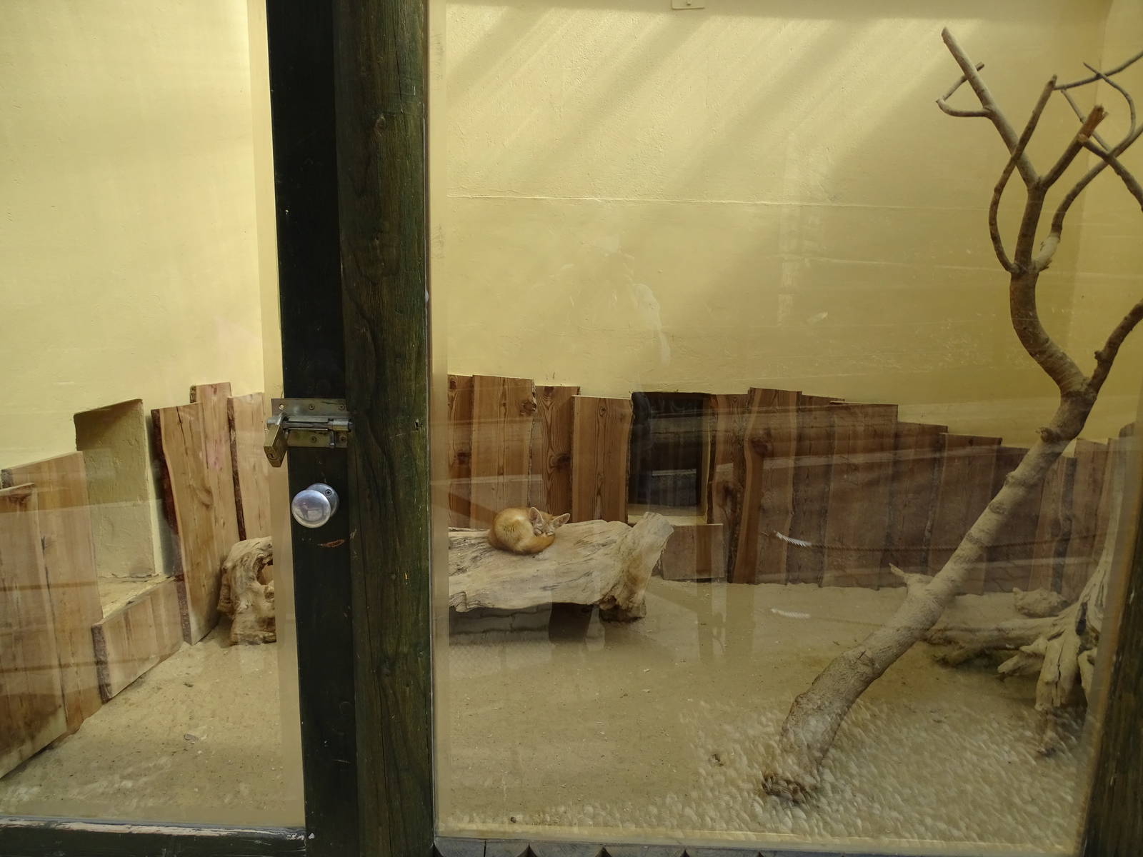Fennec fox indoor enclosure