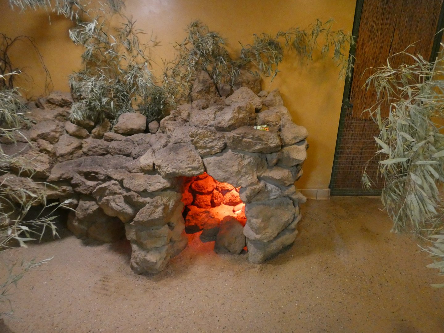 Fennec fox indoor enclosure