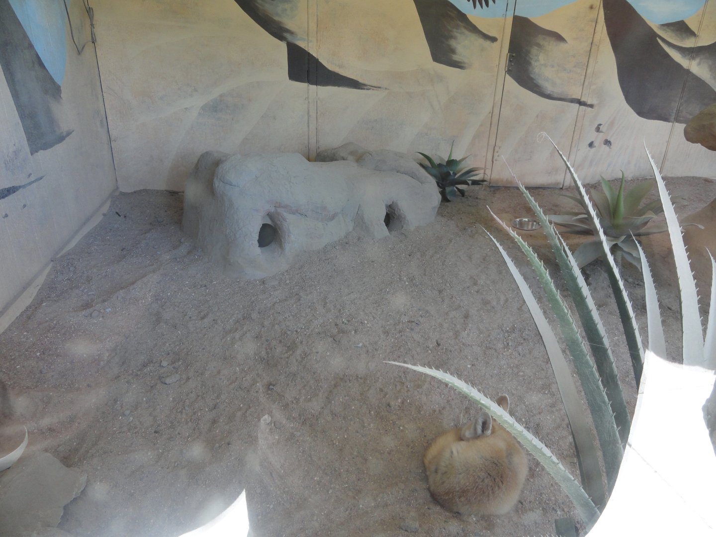 Fennec Fox Indoor Exhibit