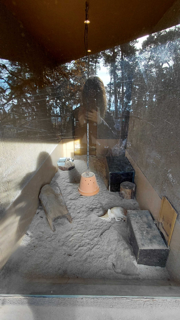 Fennec fox indoor exhibit