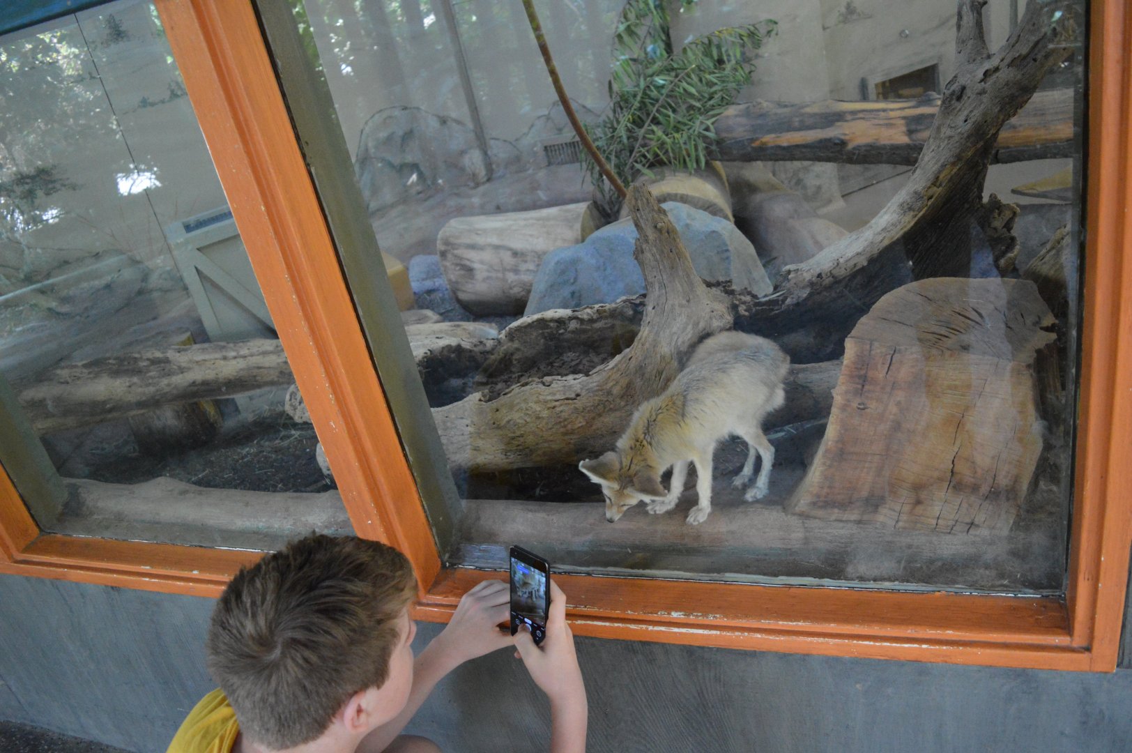 Fennec Fox interacting with guests.