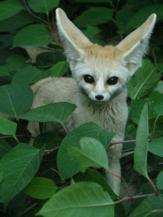 Fennec fox male