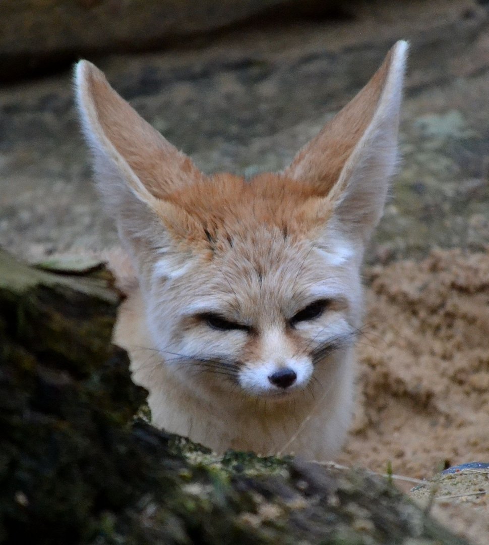 Fennec Fox - March 2017