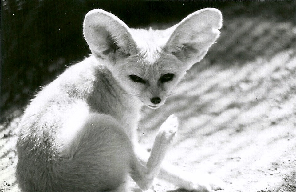 Fennec Fox - May 1982