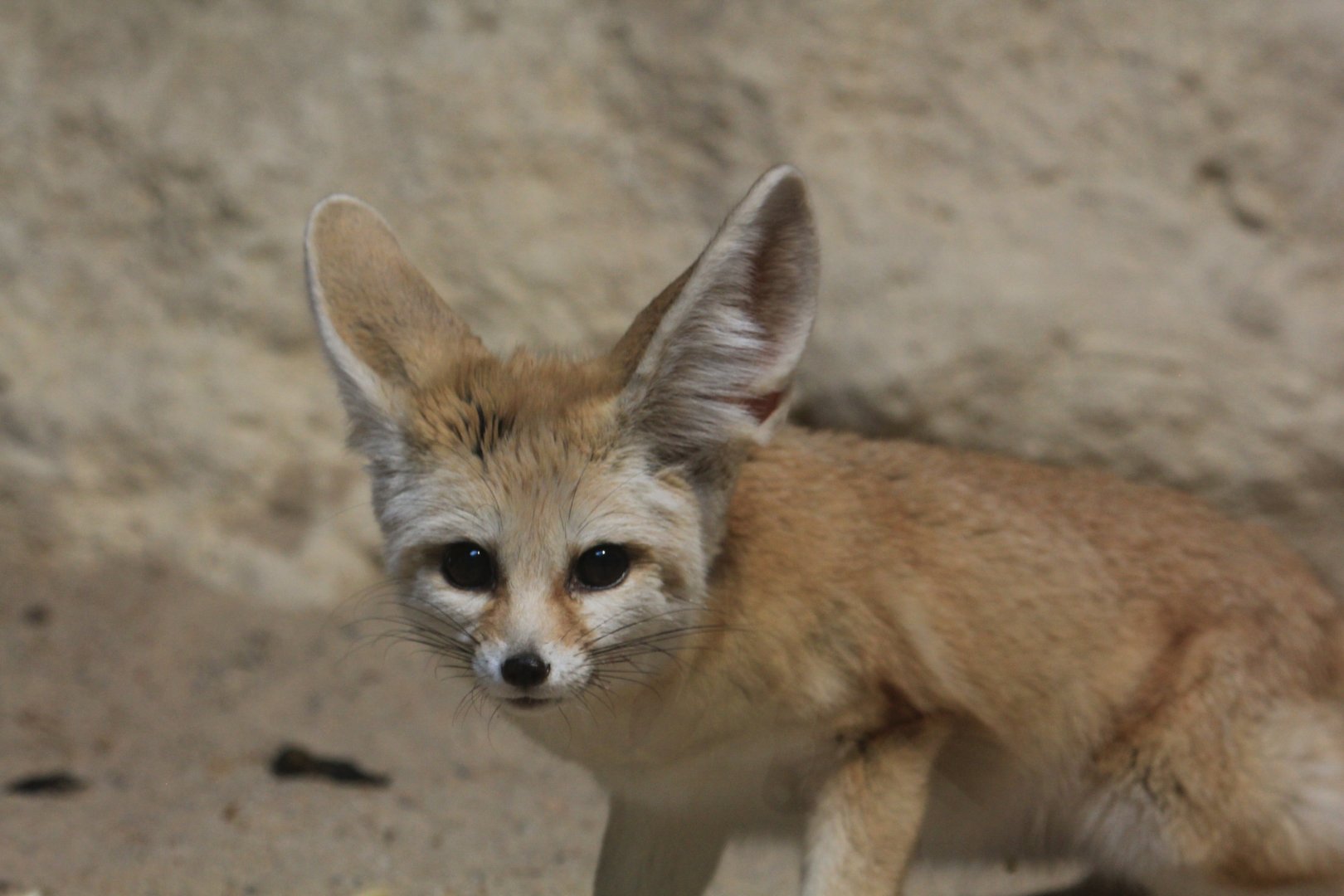 Fennec fox (May 2018)