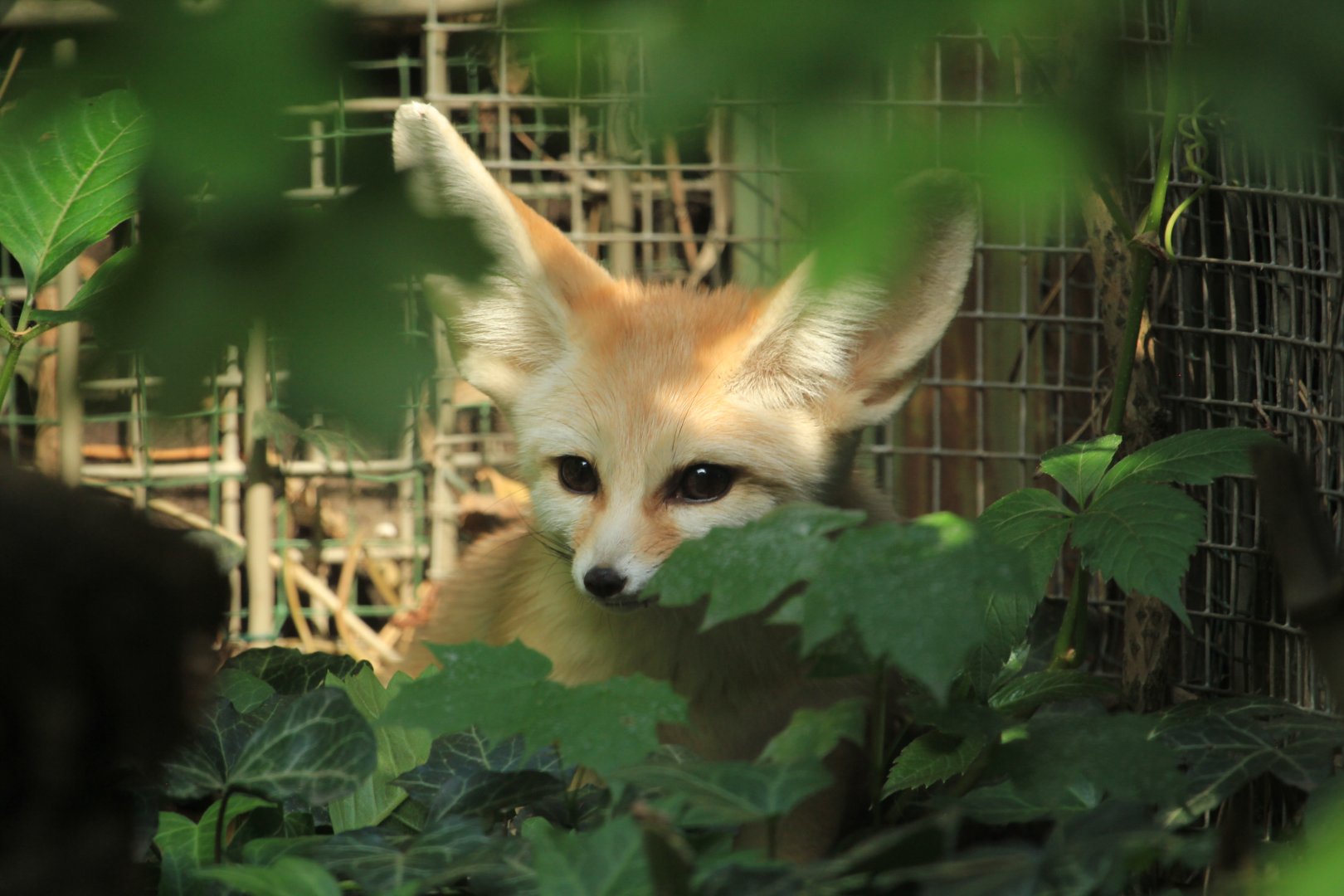 Fennec fox (May 2018)