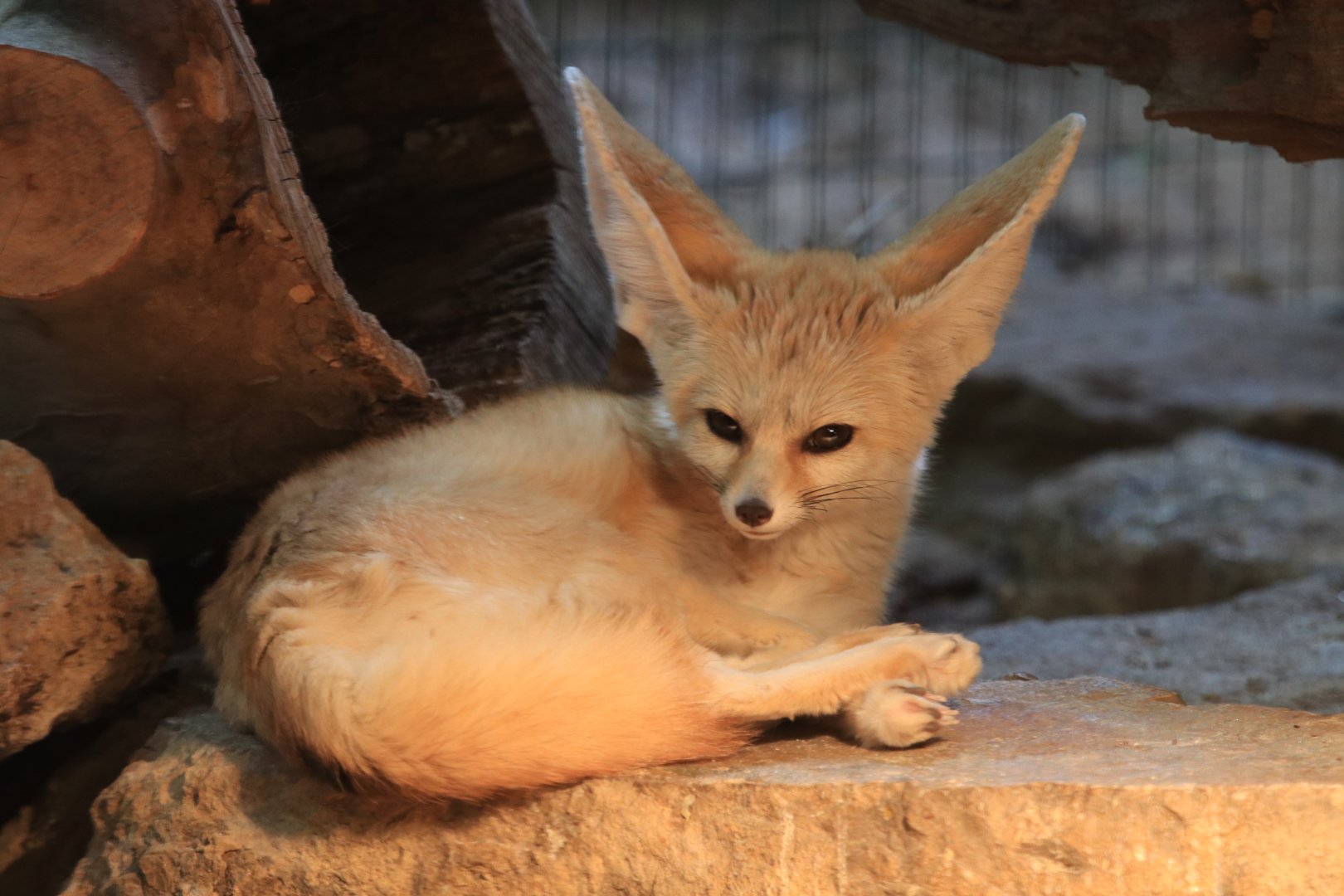 Fennec Fox (May 2019)
