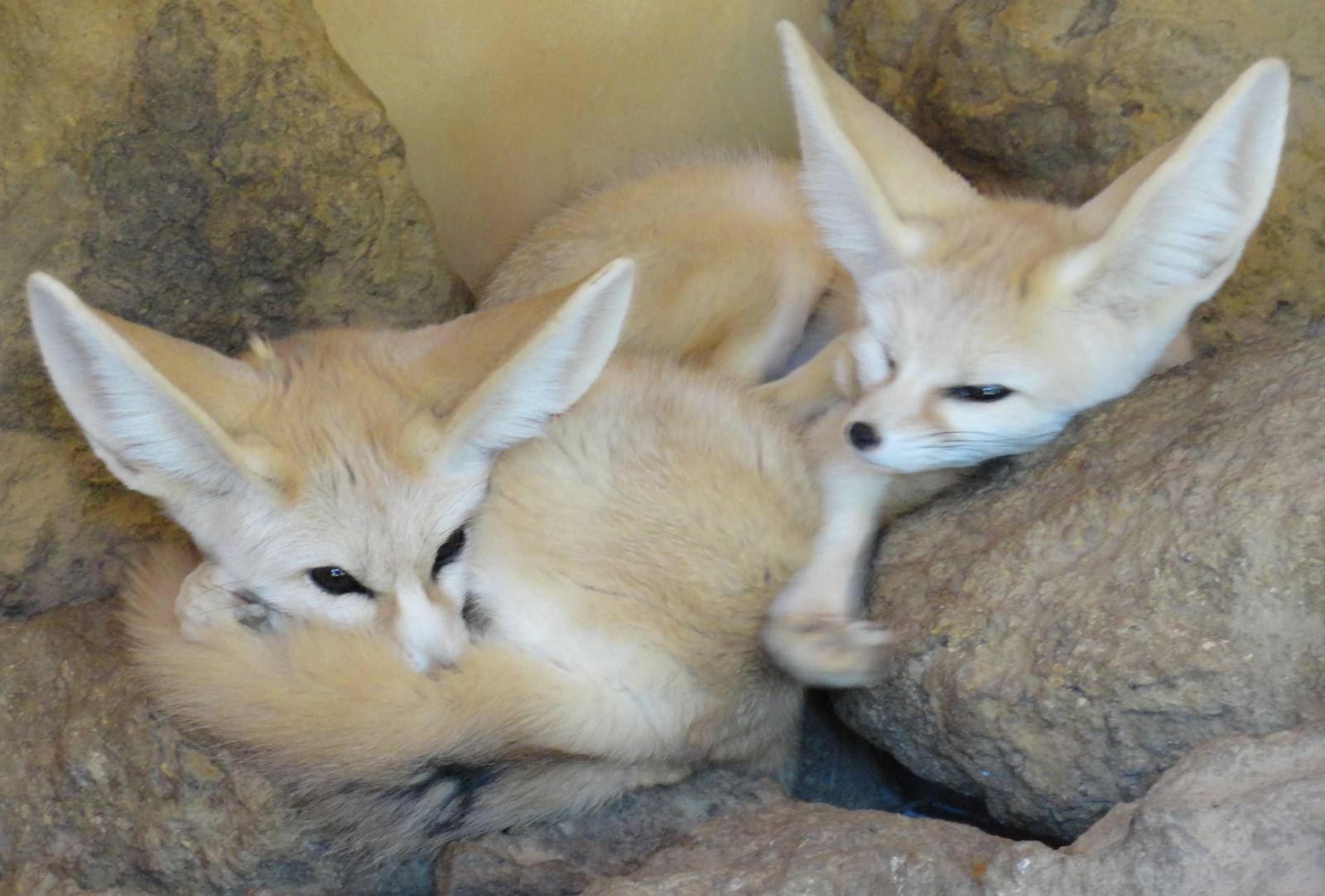 Fennec Fox - Oct 2011